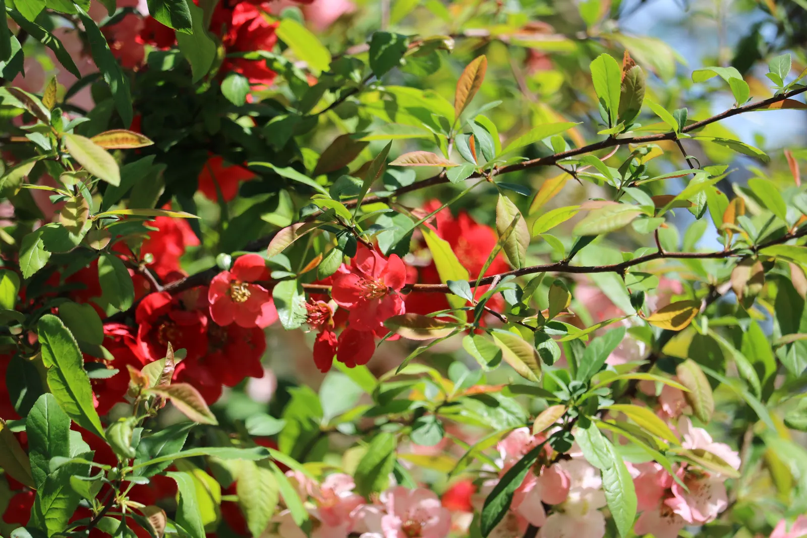 Japanese Flowering Quince (Chaenomeles Speciosa) — red flowers in the garden; this robust plant reaches 6-10 feet in height and spreads 6-10 feet, image 93