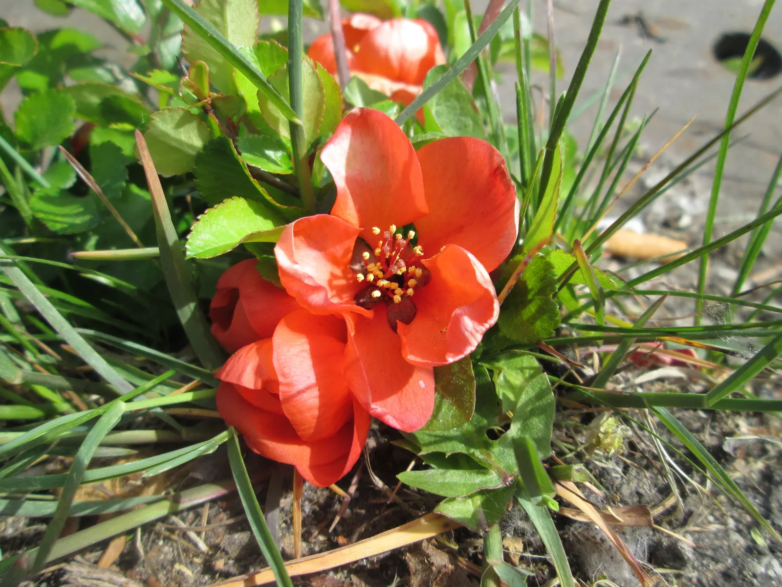 Japanese Flowering Quince (Chaenomeles Speciosa) — which arrive in hues of scarlet; its arresting flowers, in hues of red, pink, or white, are typically about
