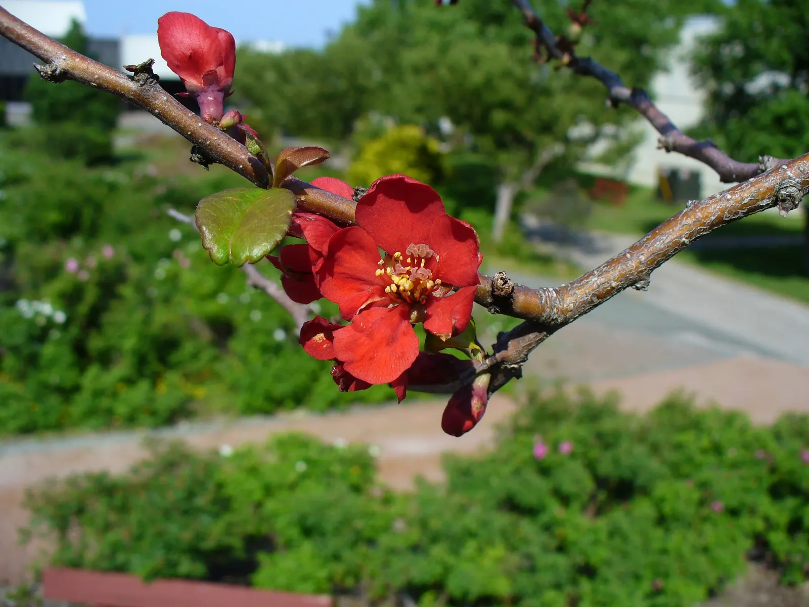 Japanese Flowering Quince (Chaenomeles Speciosa) — shrub with red blooms; these flowers create a captivating show from late winter to early spring, image 113