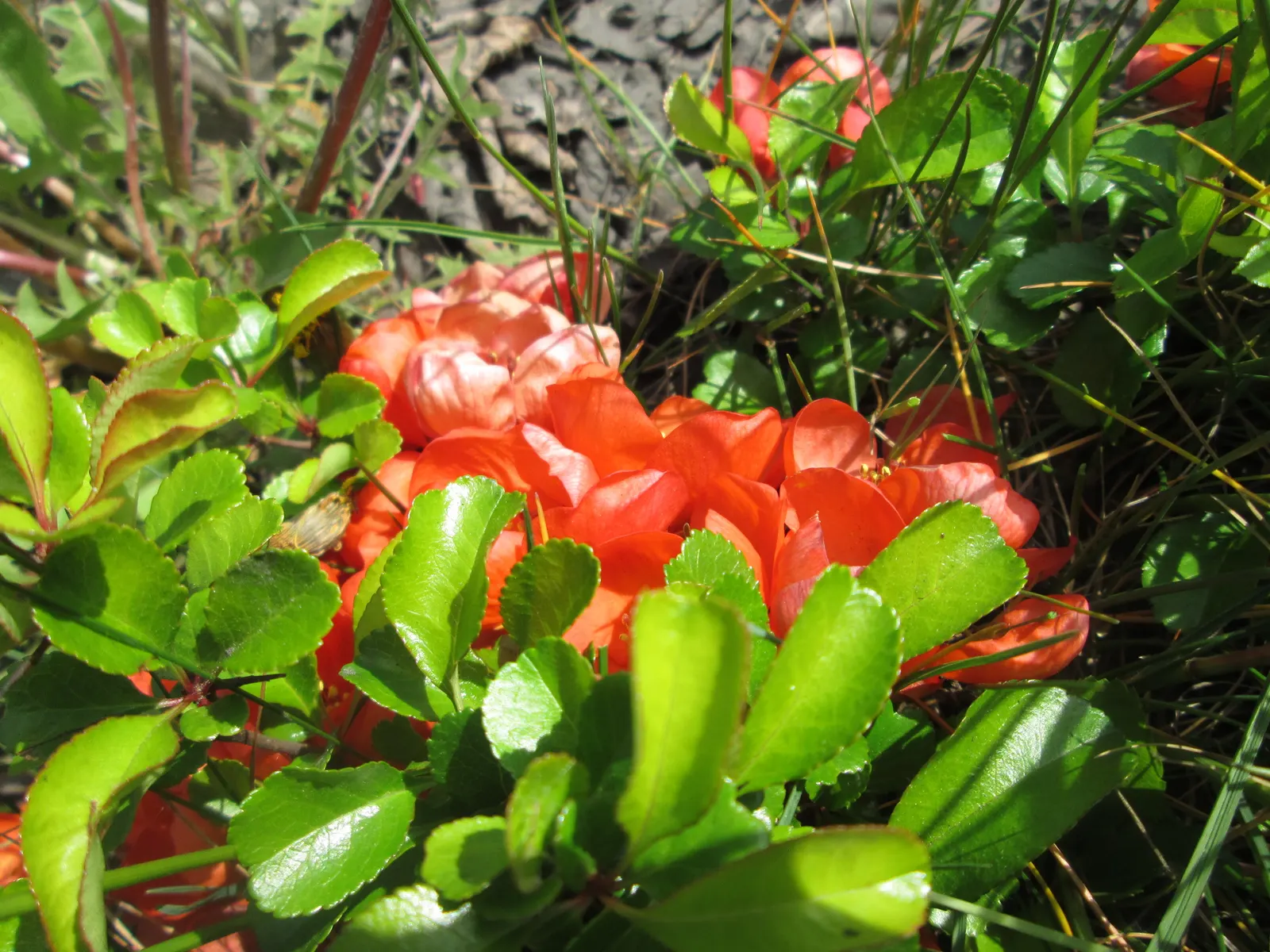 Japanese Flowering Quince (Chaenomeles Speciosa) — Typically reaching a mature height of 6 to 10 feet with an equal spread; chaenomeles speciosa, image 43