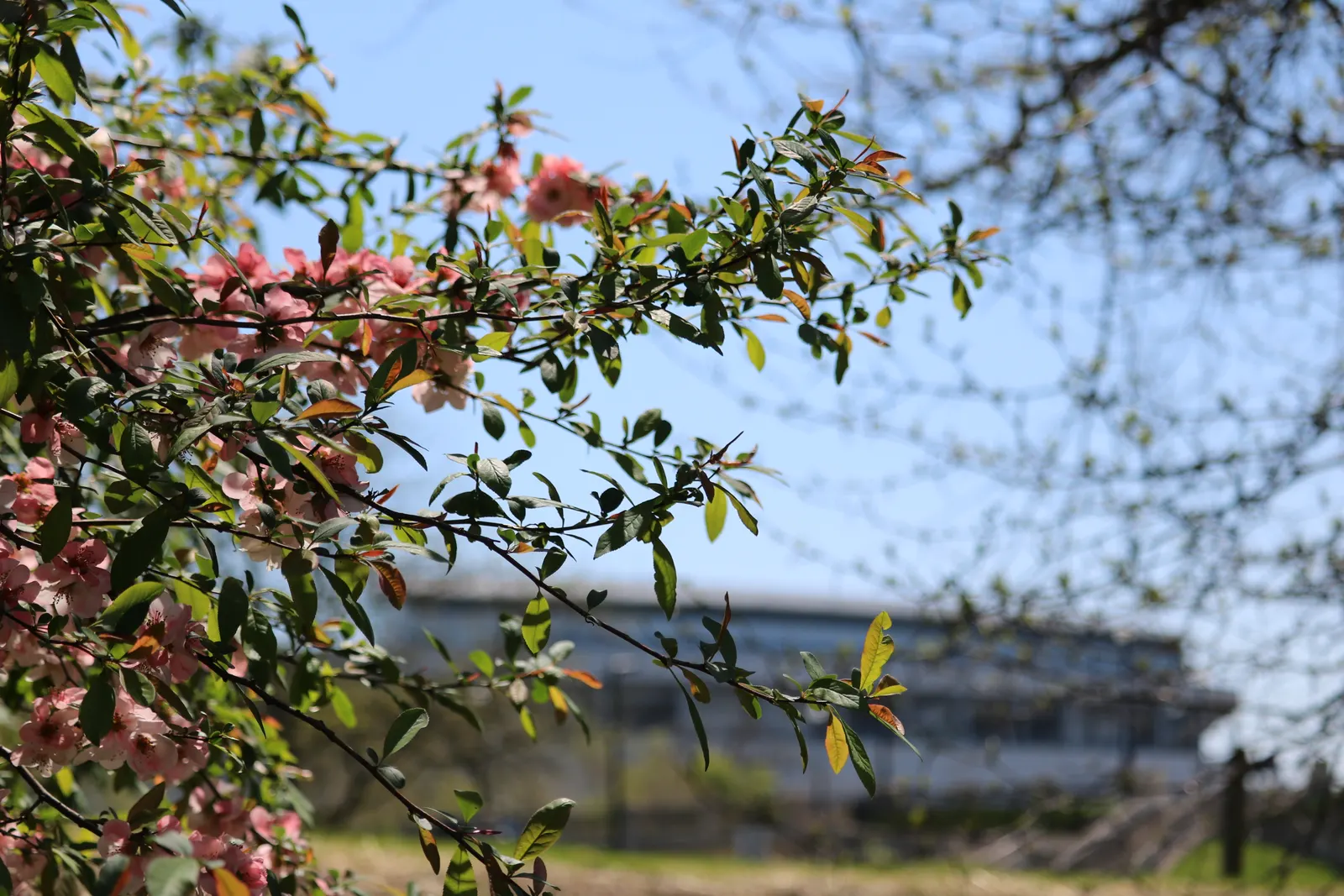 Japanese Flowering Quince (Chaenomeles Speciosa) — which arrive in hues of scarlet