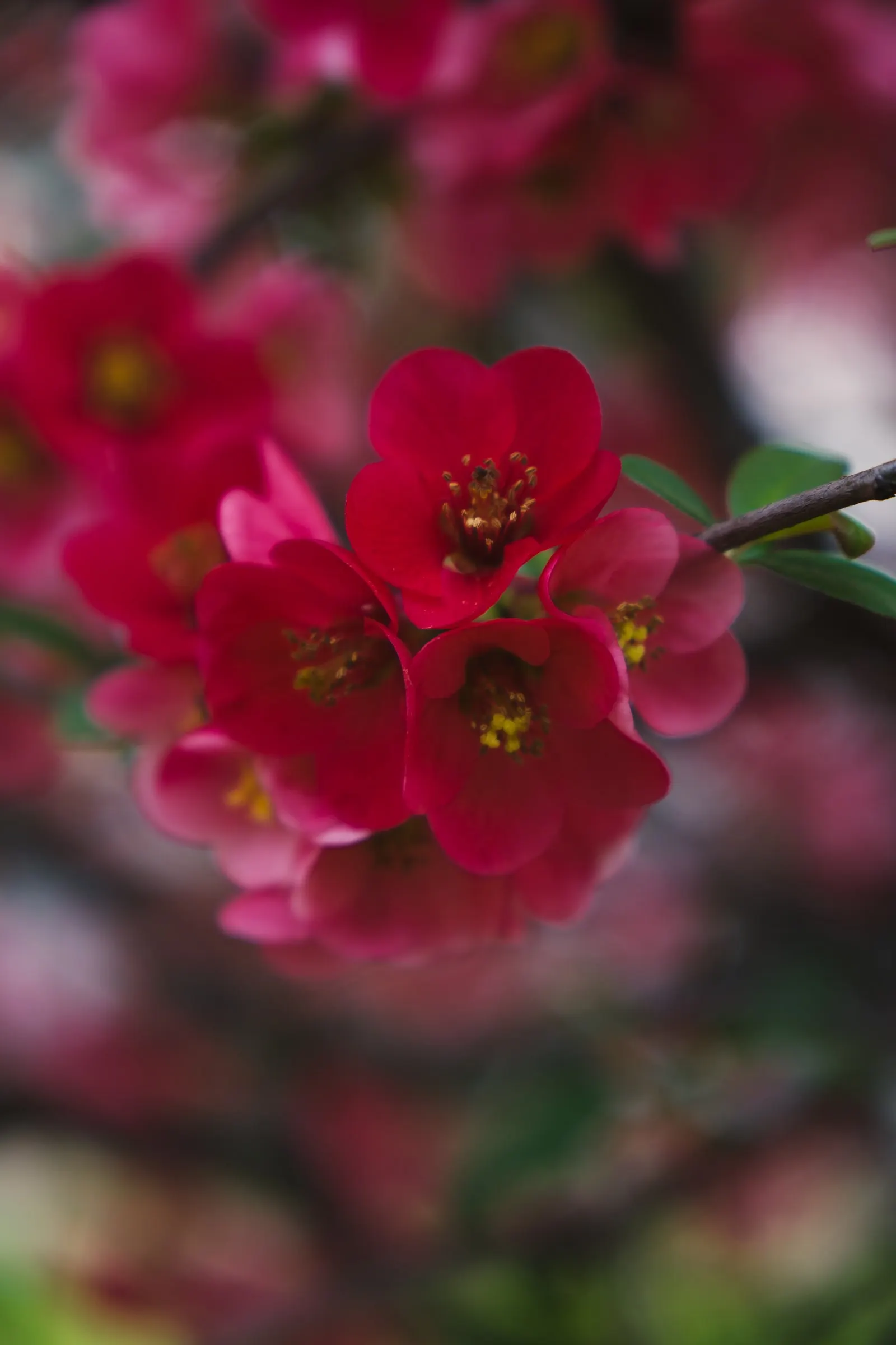 Japanese Flowering Quince (Chaenomeles Speciosa) — often used in jellies and preserves.<br><br>For ideal growth; typically reaching a mature height, image 107