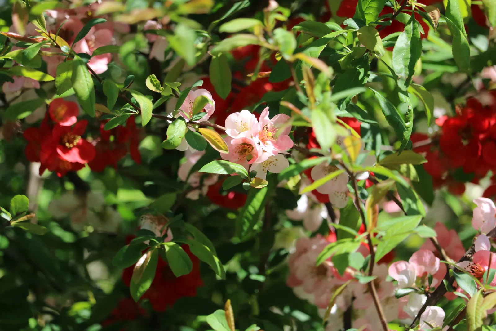 Japanese Flowering Quince (Chaenomeles Speciosa) — Typically reaching a mature height of 6 to 10 feet with an equal spread; chaenomeles speciosa, image 62