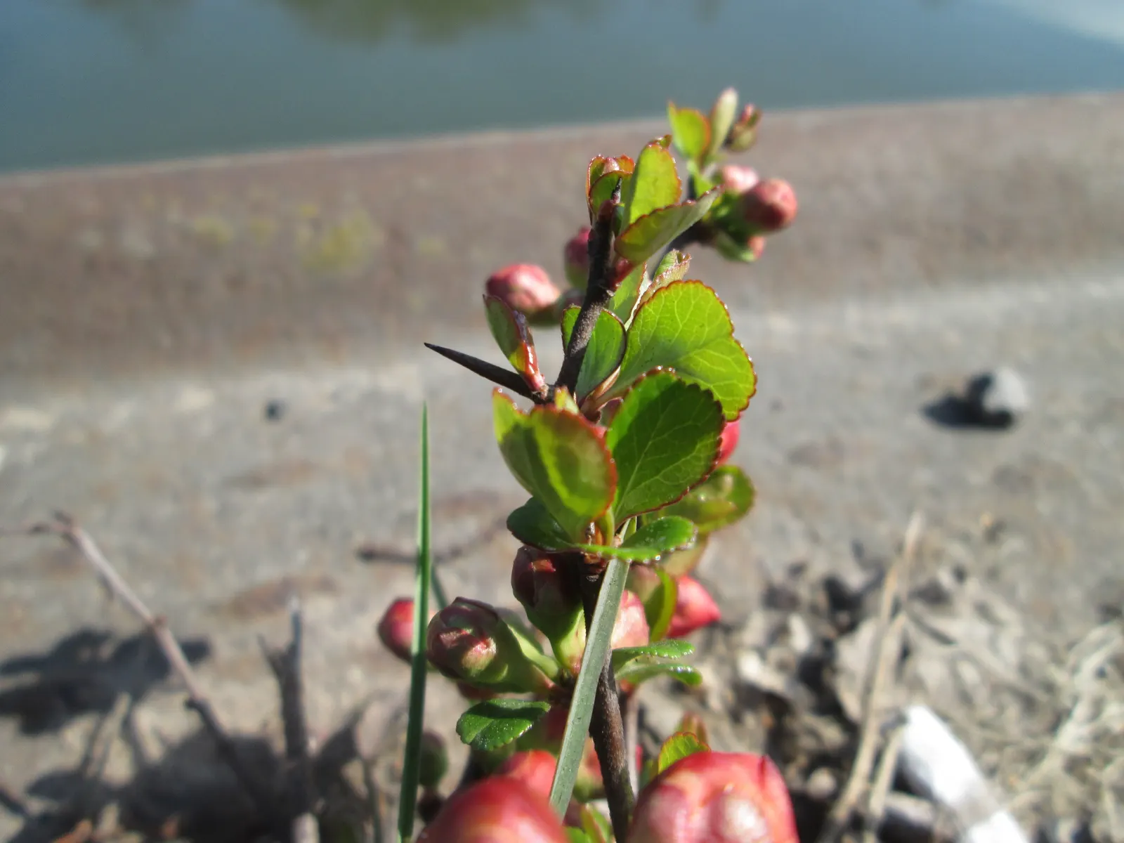 Japanese Flowering Quince (Chaenomeles Speciosa) — around 2 to 3 inches in size, image 29
