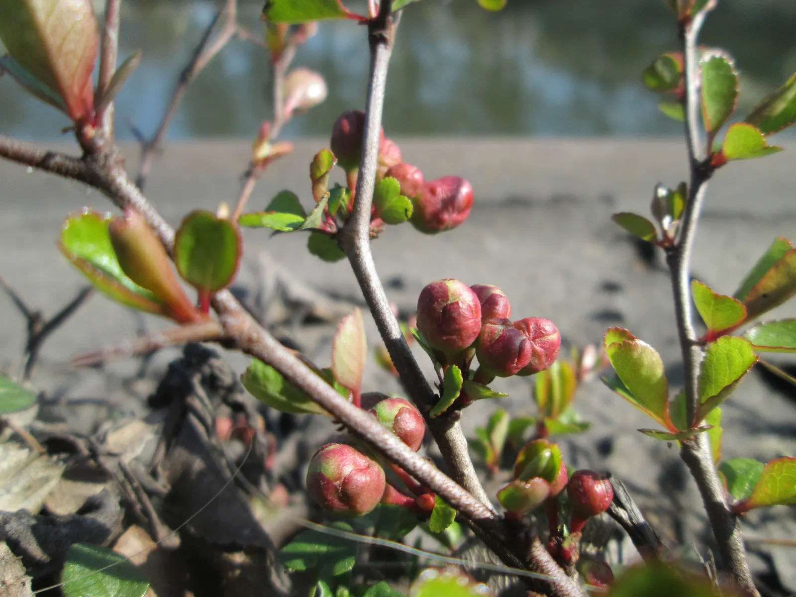 Japanese Flowering Quince (Chaenomeles Speciosa) — Its arresting flowers, in hues of red, pink, or white, are typically about 1.5 inches in diameter