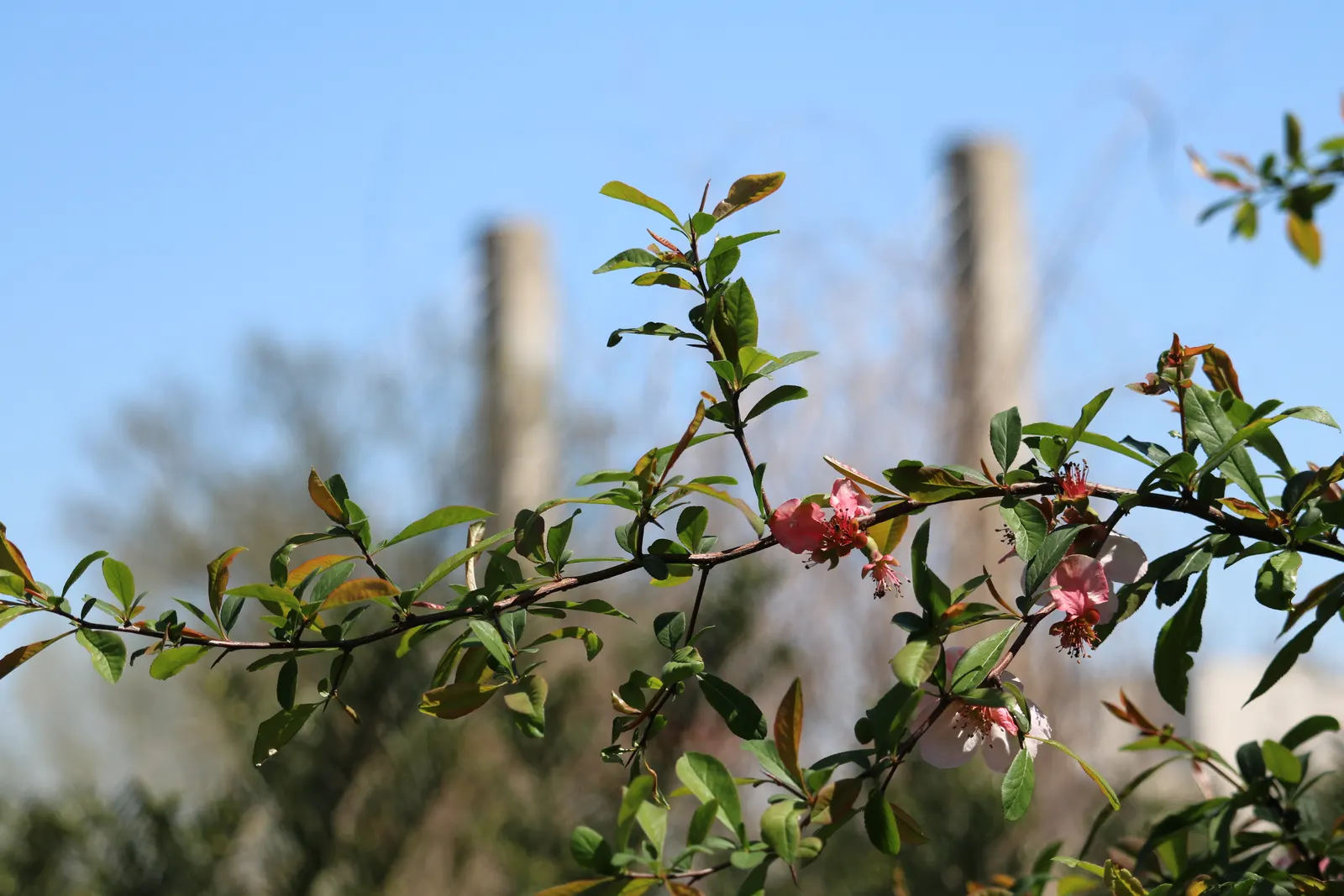 Japanese Flowering Quince (Chaenomeles Speciosa) — red flowers in the garden; this robust plant reaches 6-10 feet in height and spreads 6-10 feet