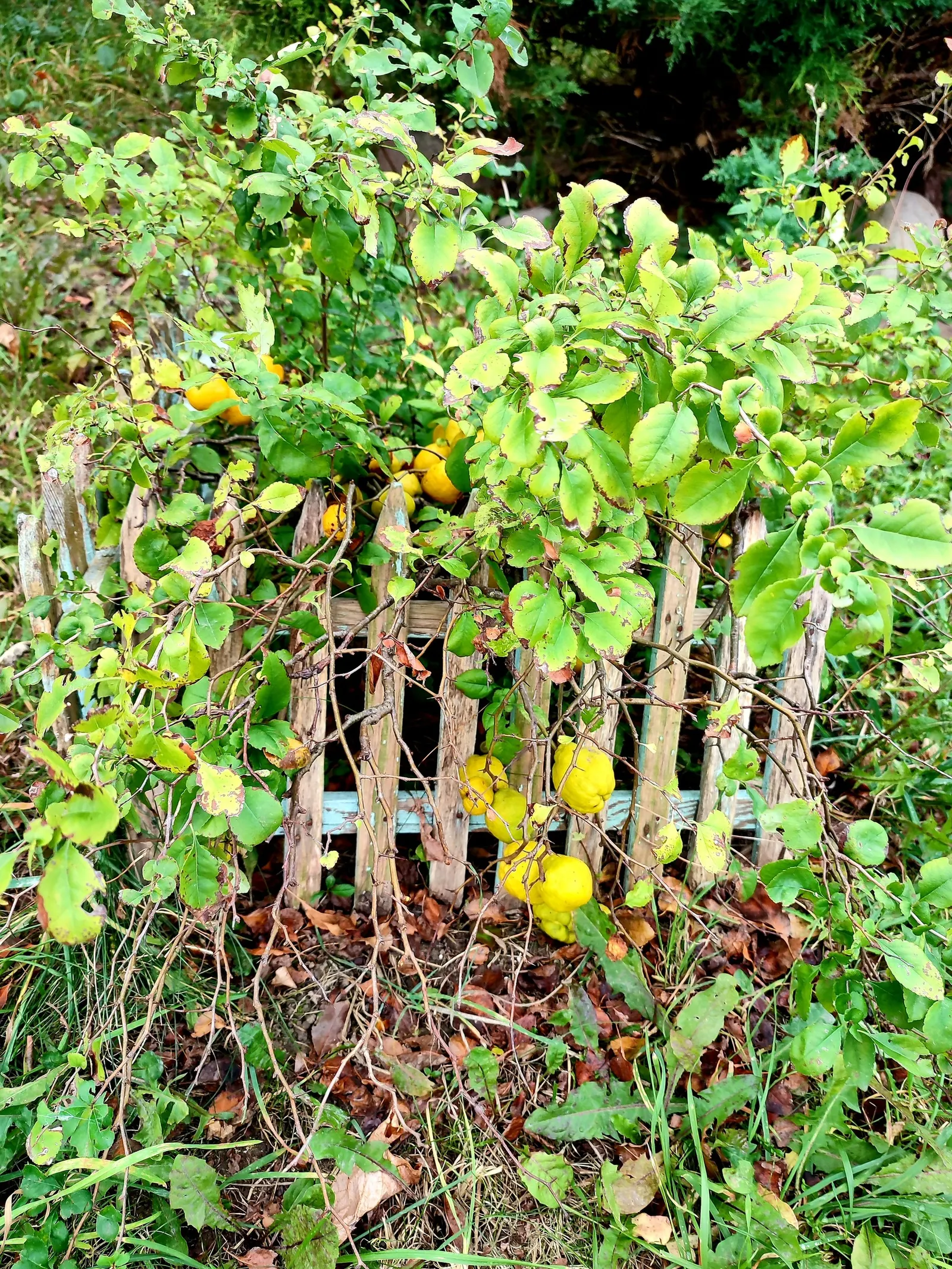 Japanese Flowering Quince (Chaenomeles Speciosa) — shrub for full or half; rejuvenating the plant and encouraging robust new growth, image 95