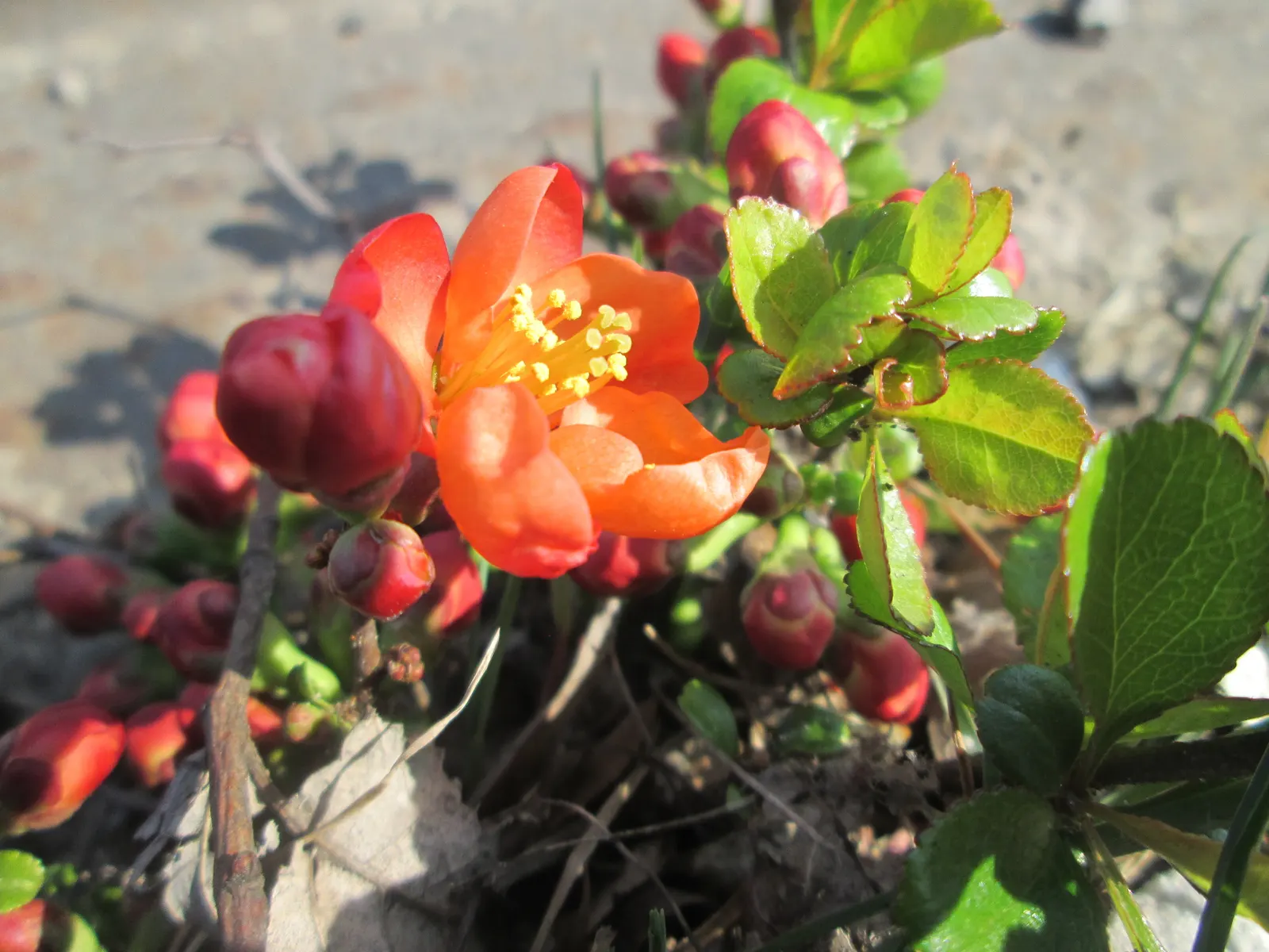 Japanese Flowering Quince (Chaenomeles Speciosa) — This robust plant reaches 6-10 feet in height and spreads 6-10 feet; which are tart but edible, image 40