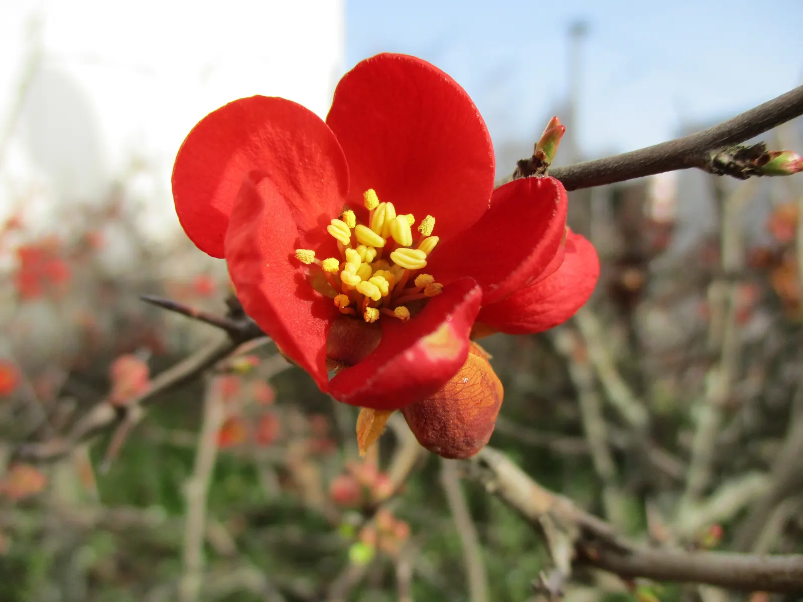 Japanese Flowering Quince (Chaenomeles Speciosa) — Equipped with thorny branches, it makes an excellent choice for defensive hedges; shrub with red, image 155