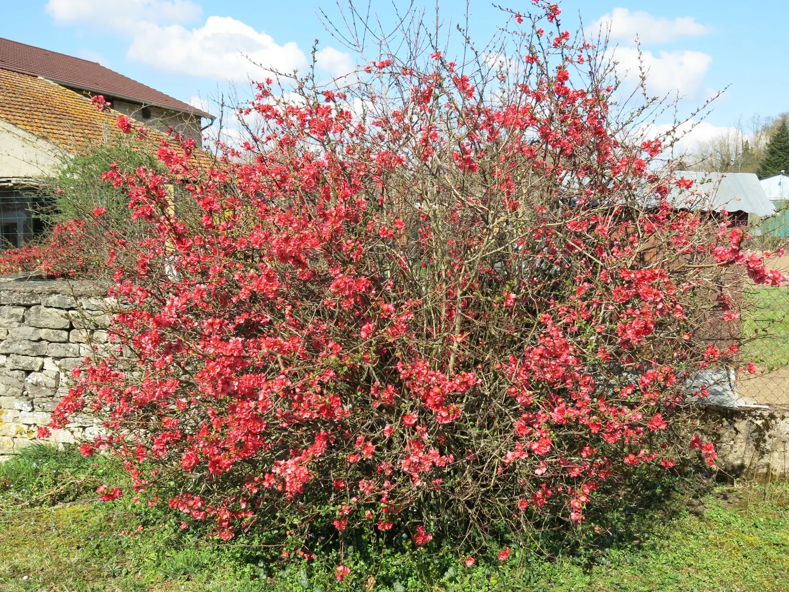 Japanese Flowering Quince (Chaenomeles Speciosa) — shrub for full or half; rejuvenating the plant and encouraging robust new growth, image 114