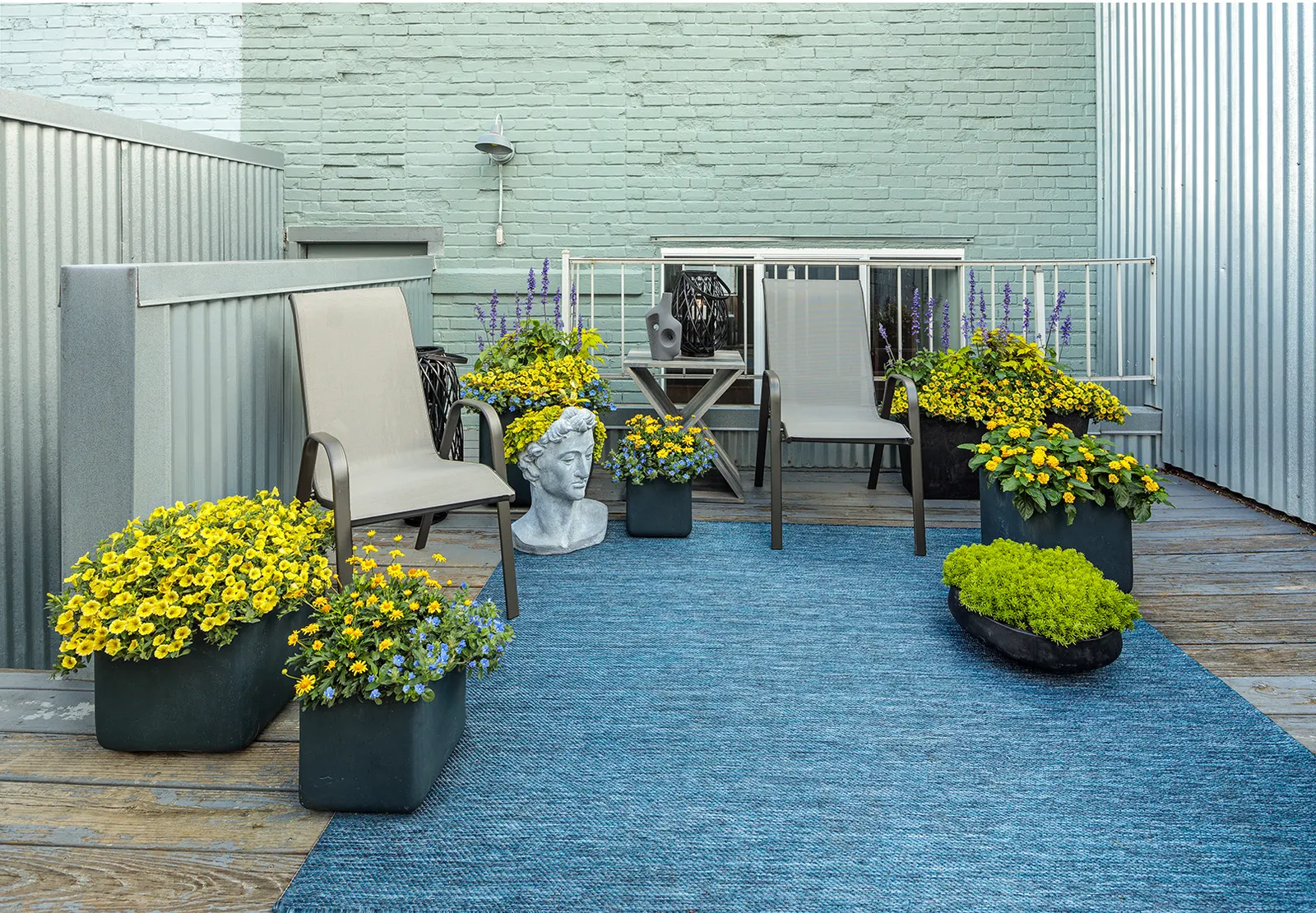 Blue My Mind® Dwarf Morning Glory (Evolvulus) — It is perennial in frost-free climates within USDA Zones 9a to 11b