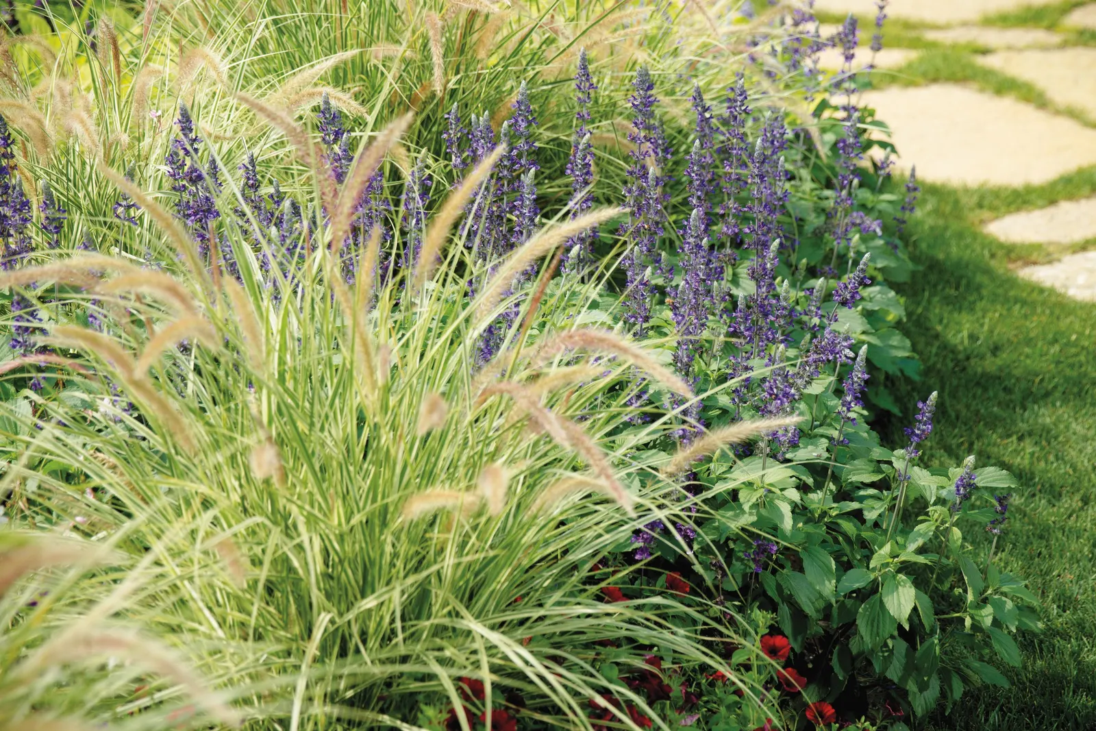 Sky Rocket Fountain Grass (Pennisetum setaceum) — Warm season grasses like sky rocket fountain grass turn shades of brown as the weather turns colder; or along