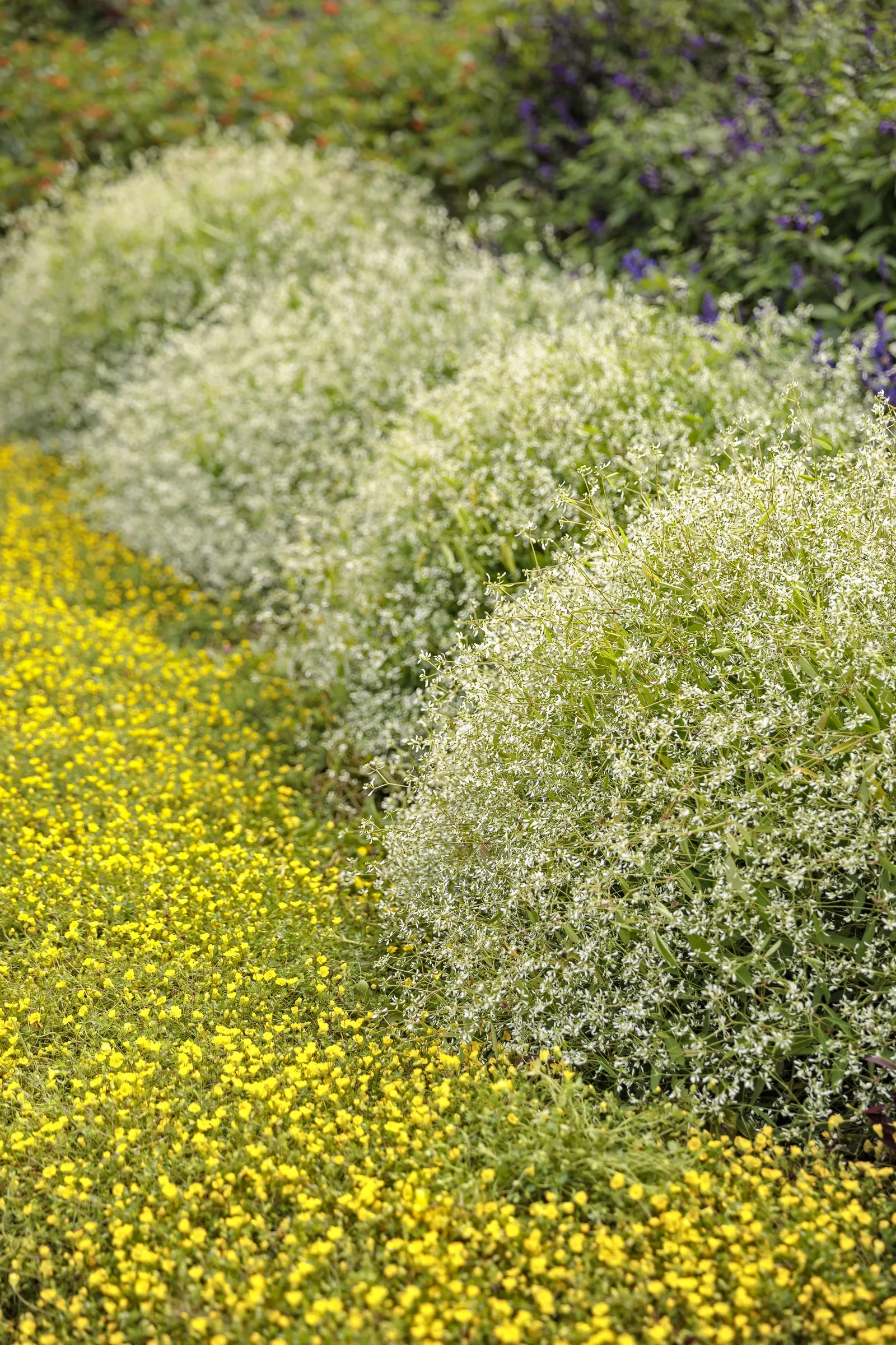 GoldDust® Mecardonia — GoldDust® spreads 16 to 20 inches wide