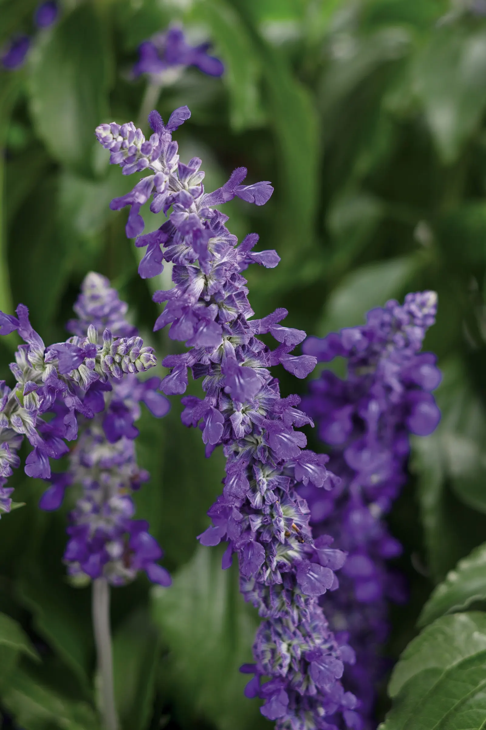 Playin' The Blues® II Salvia (Salvia longispicata x farinacea) — vivid spikes rise above fresh green foliage; the deep blue calyces remain in place, image 66
