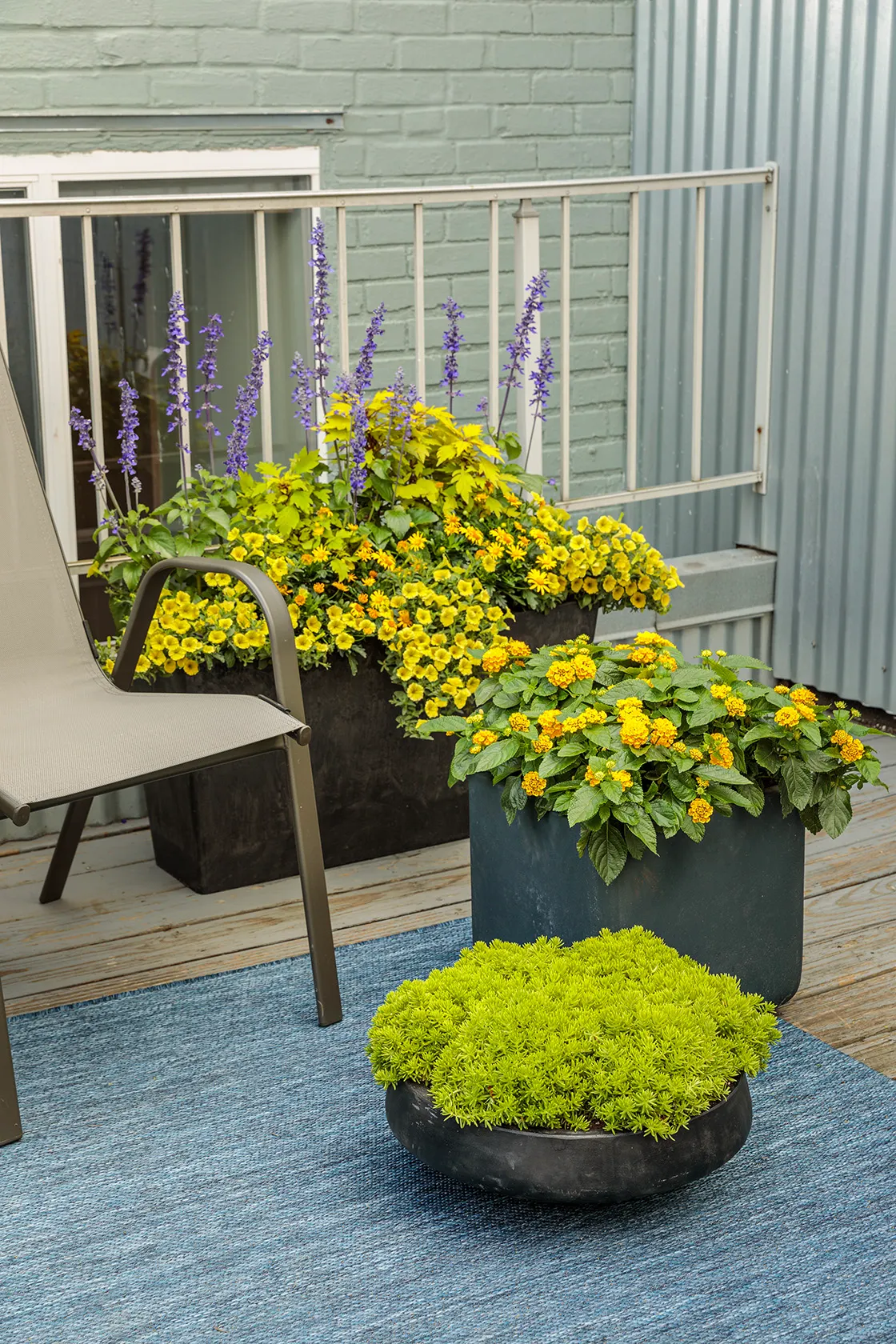 Blue My Mind® Dwarf Morning Glory (Evolvulus) — Gardeners in warm climates frequently note its ability to keep producing new blue flowers through hot