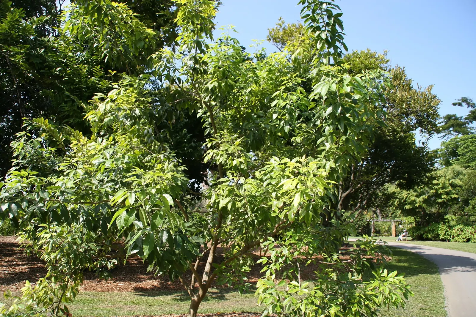 White Sapote (Casimiroa Edulis) — Prefers full sun to partial shade with well-draining soil; often likened to the taste of banana or, image 57