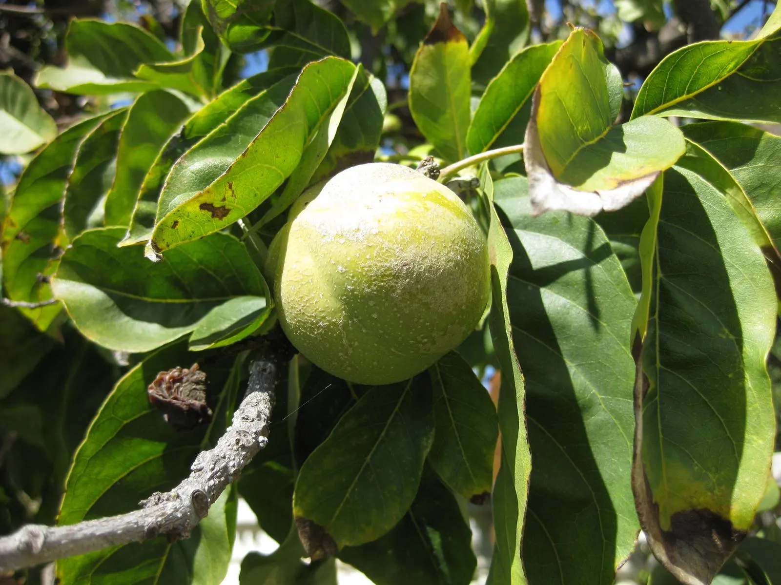 White Sapote (Casimiroa Edulis) — about 2 to 4 inches in diameter; while it is hardy to temperatures as low as 26&deg;F, it is best suited to USDA, image 69
