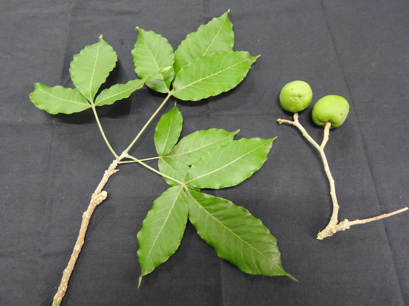 White Sapote (Casimiroa Edulis) — The fruits are apple-sized, image 41