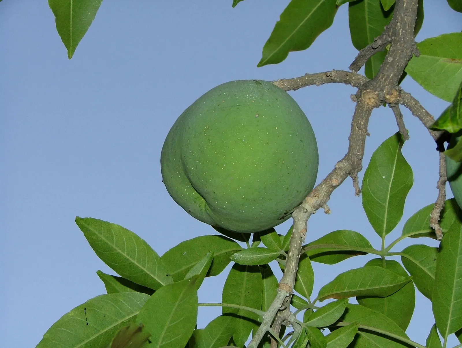 White Sapote (Casimiroa Edulis) — This elegant tree can reach heights of 15 to 50 feet; while its low-maintenance character appeals to gardeners, image 63