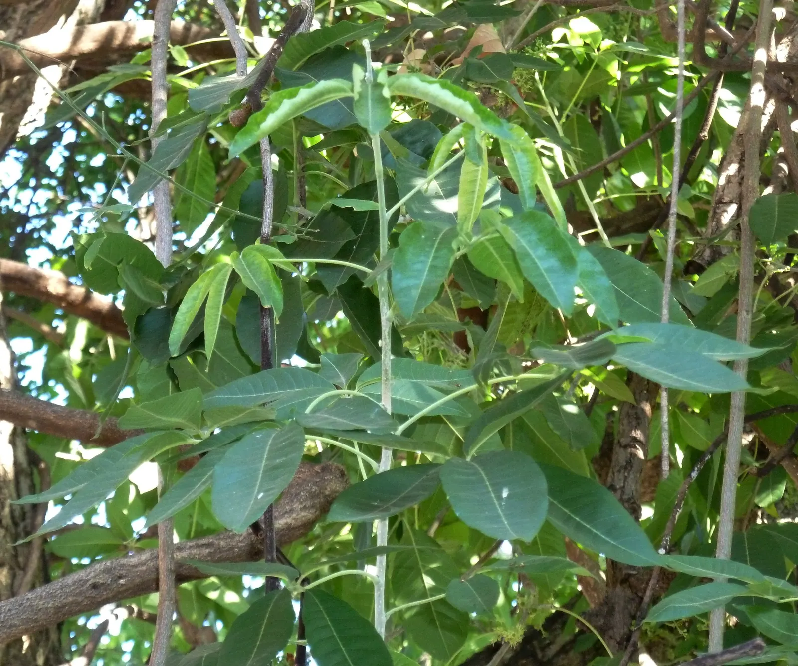 White Sapote (Casimiroa Edulis) — which can grow up to 6 inches long; tree for full