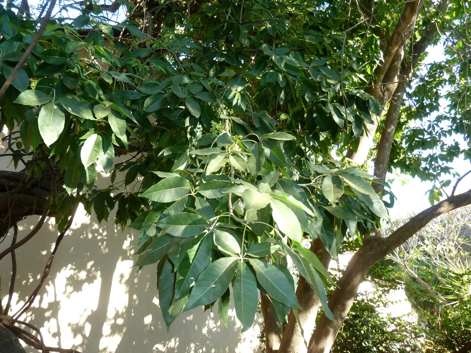 White Sapote (Casimiroa Edulis) — White Sapote thrives in well-drained soils and prefers full sun exposure; this tree requires regular watering, image 73