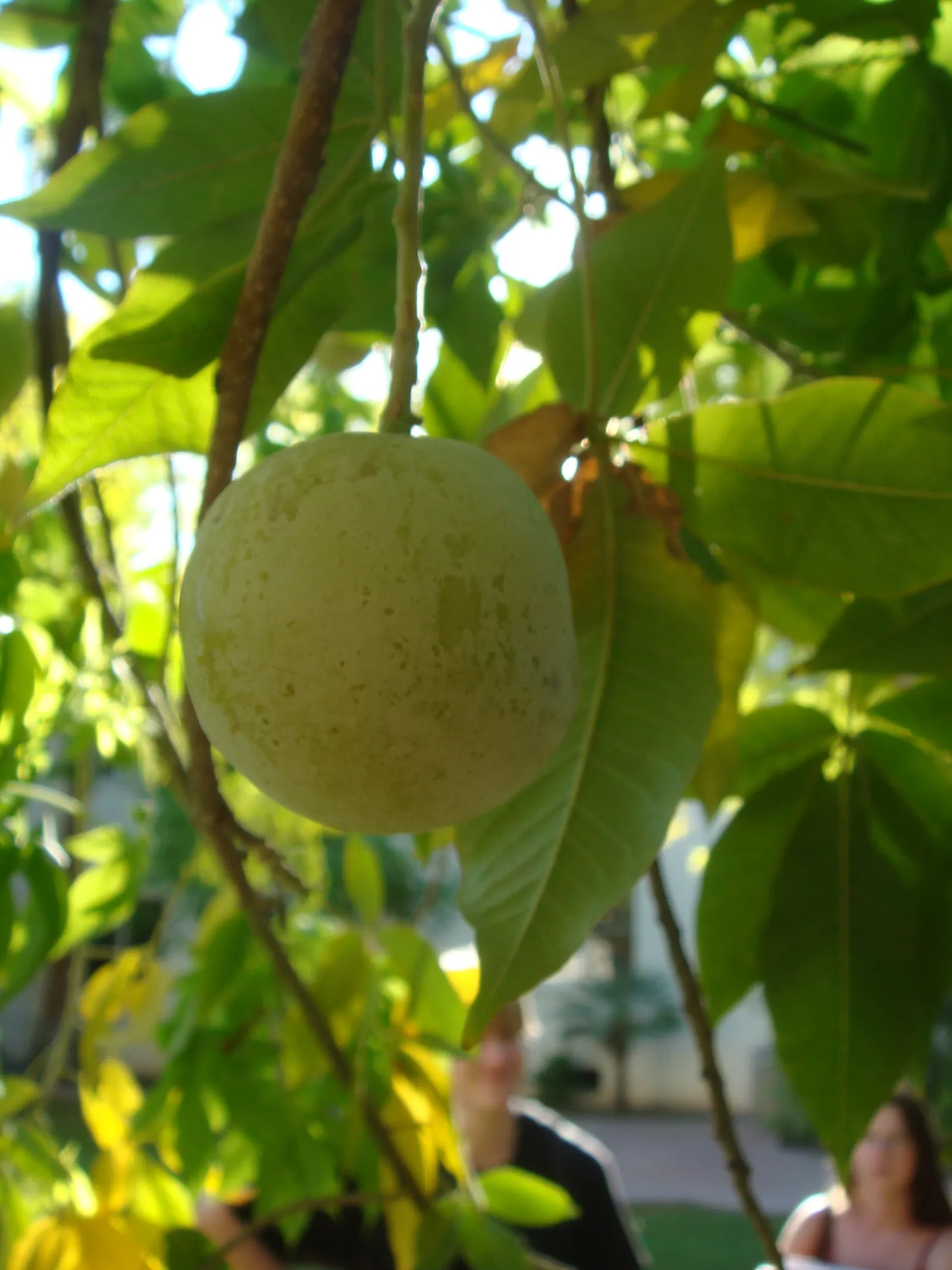 White Sapote (Casimiroa Edulis) — pale green skin that turns yellow as it ripens; white Sapote (Casimiroa edulis) is an evergreen tree, revered for its lush