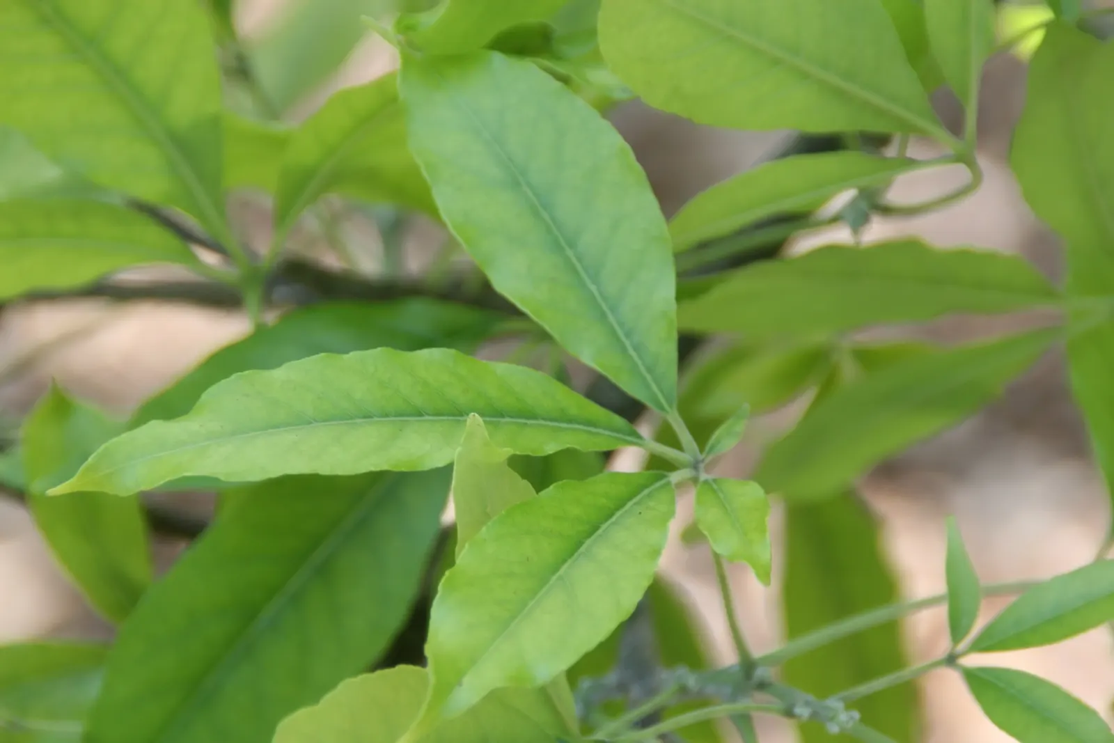 White Sapote (Casimiroa Edulis) — It is a member of the Rutaceae (citrus) family, though it bears little resemblance to traditional citrus trees