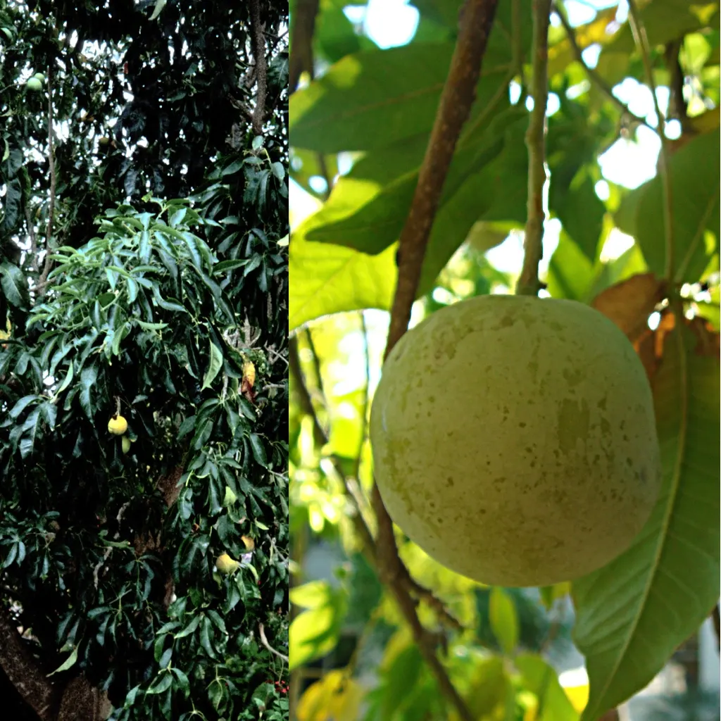 White Sapote (Casimiroa Edulis) — pale green skin that turns yellow as it ripens; white Sapote (Casimiroa edulis) is an evergreen tree, revered for, image 70