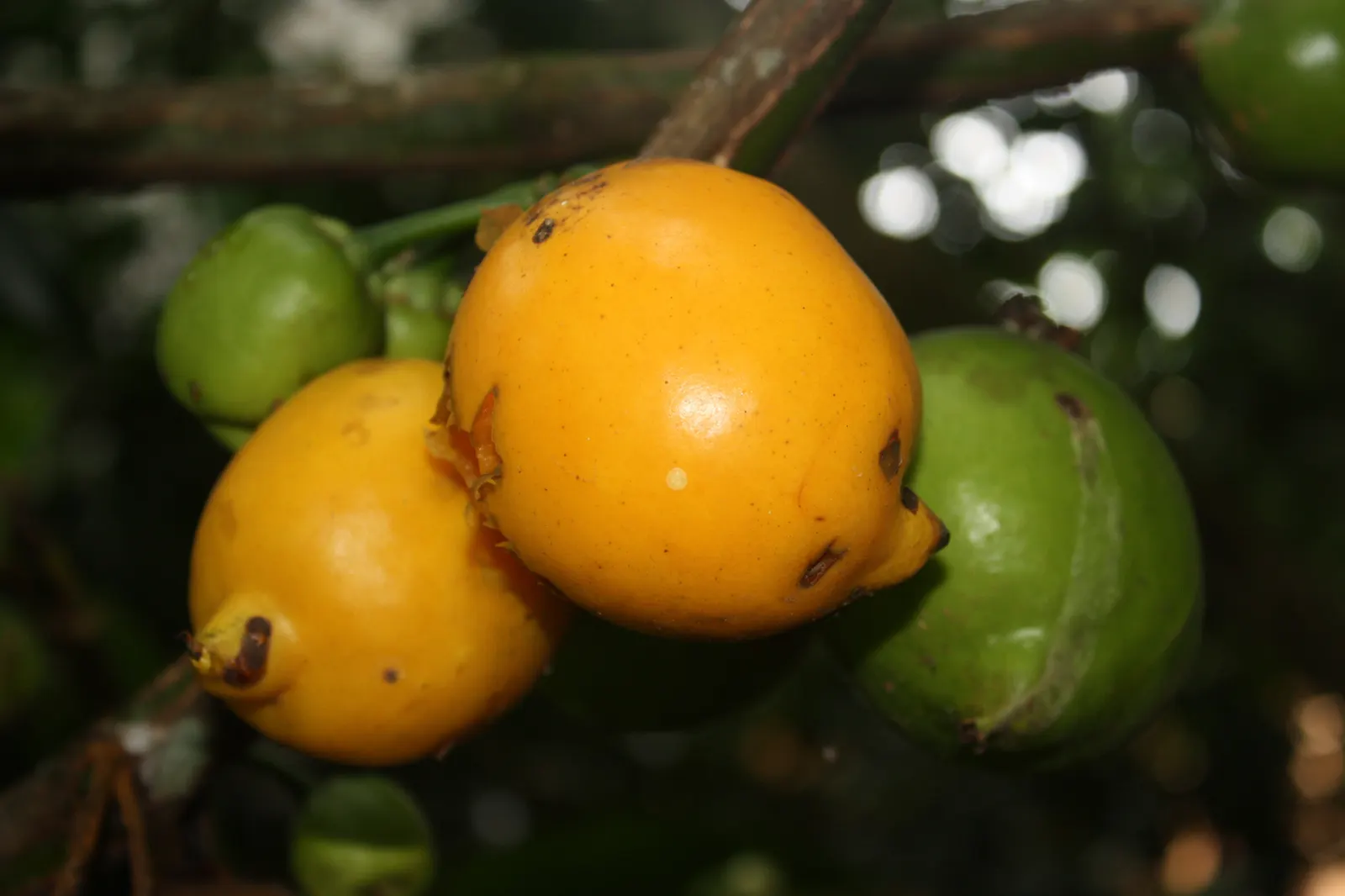 White Sapote (Casimiroa Edulis) — hardiness zones 9-11, it reaches heights of 15-50 ft with a spread of 15-30 ft; providing a generous amount of