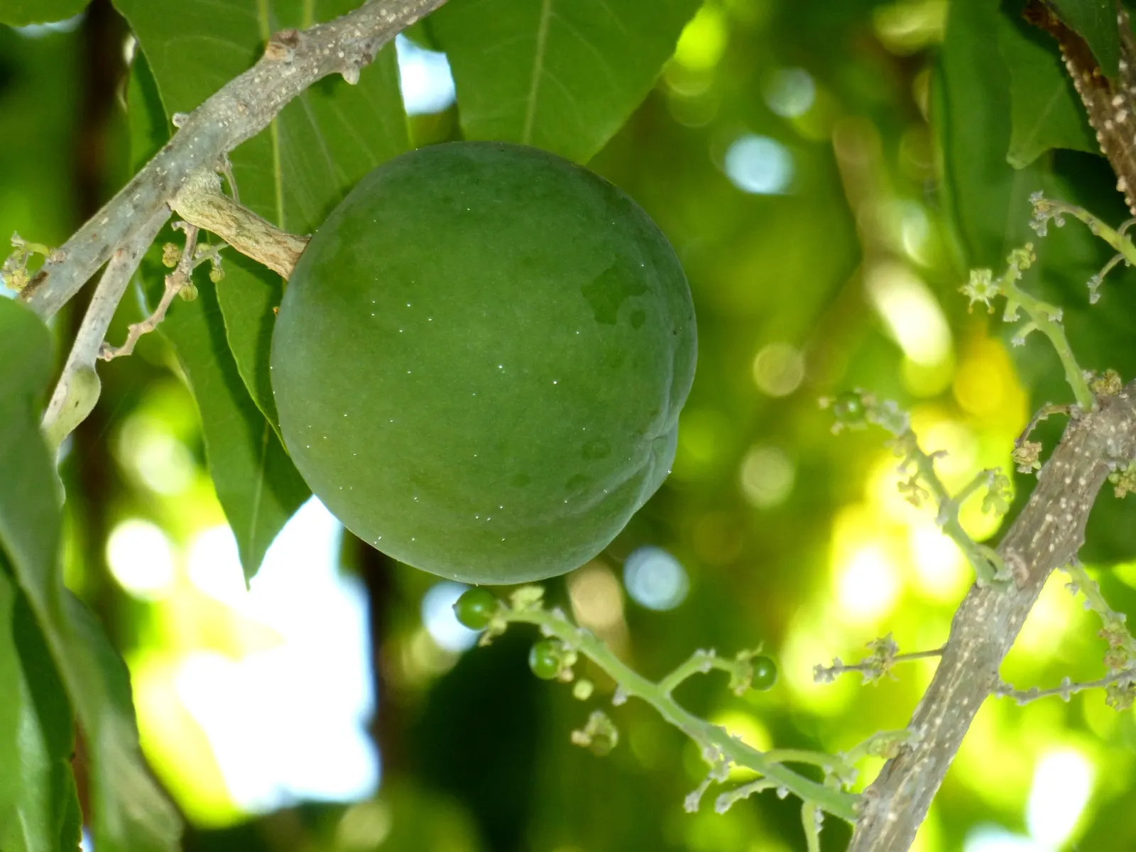 White Sapote (Casimiroa Edulis) — Moderate water requirements