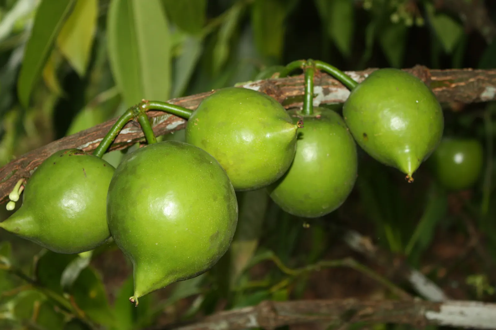 White Sapote (Casimiroa Edulis) — scientifically termed Casimiroa edulis