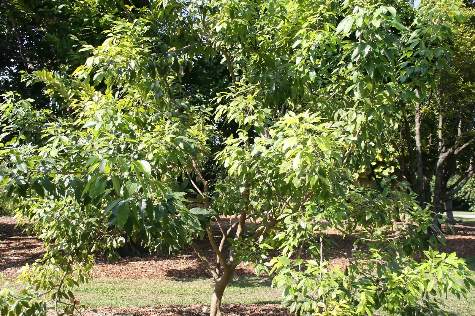 White Sapote (Casimiroa Edulis) — This tree requires regular watering until established but can withstand some drought conditions thereafter; pale green skin