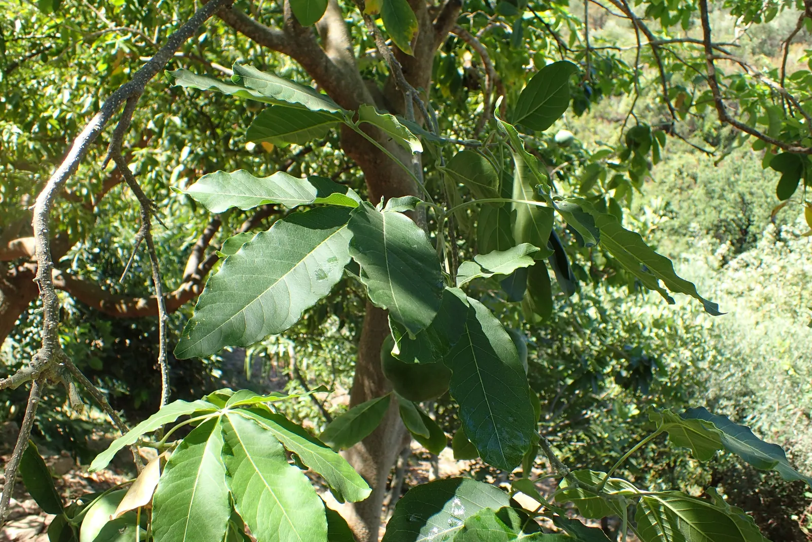 White Sapote (Casimiroa Edulis) — which can grow up to 6 inches long