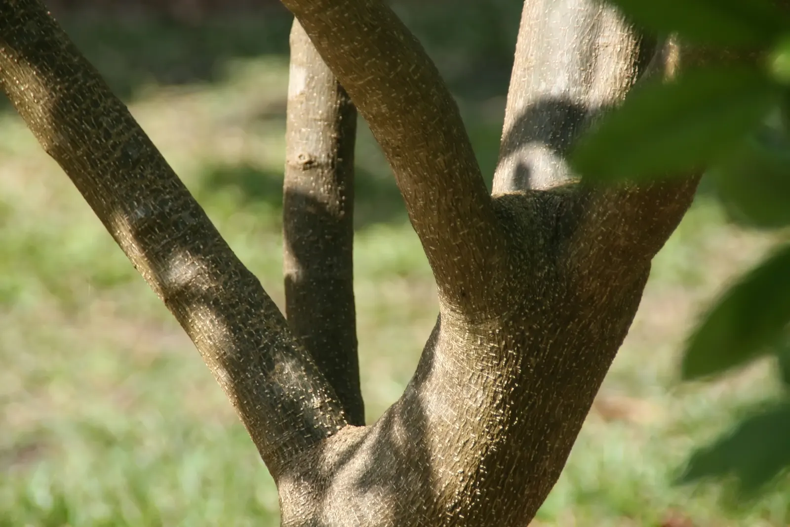White Sapote (Casimiroa Edulis) — the White Sapote displays a lush; scientifically termed Casimiroa edulis, image 67