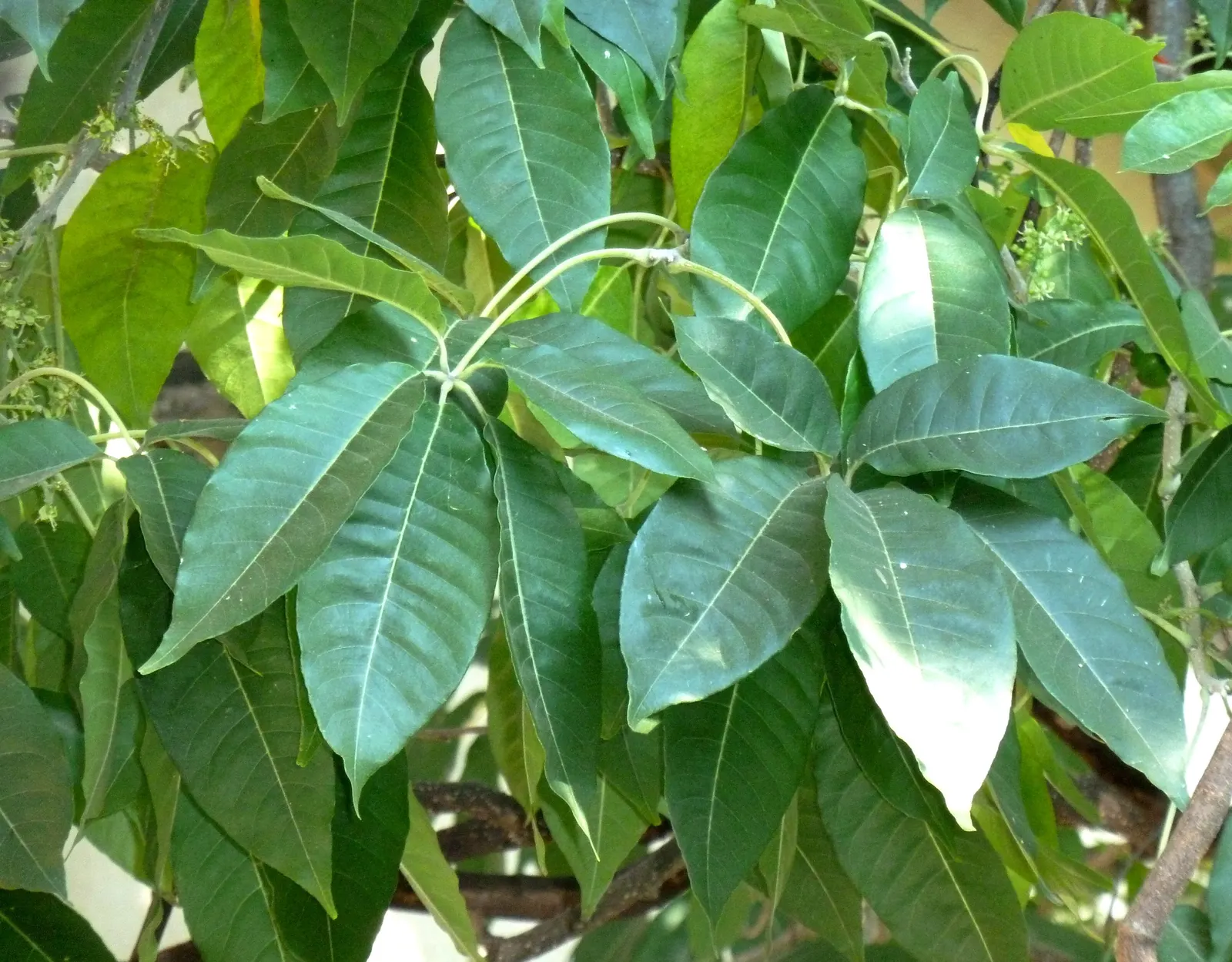 White Sapote (Casimiroa Edulis) — greenish-white flowers lure pollinators, image 59