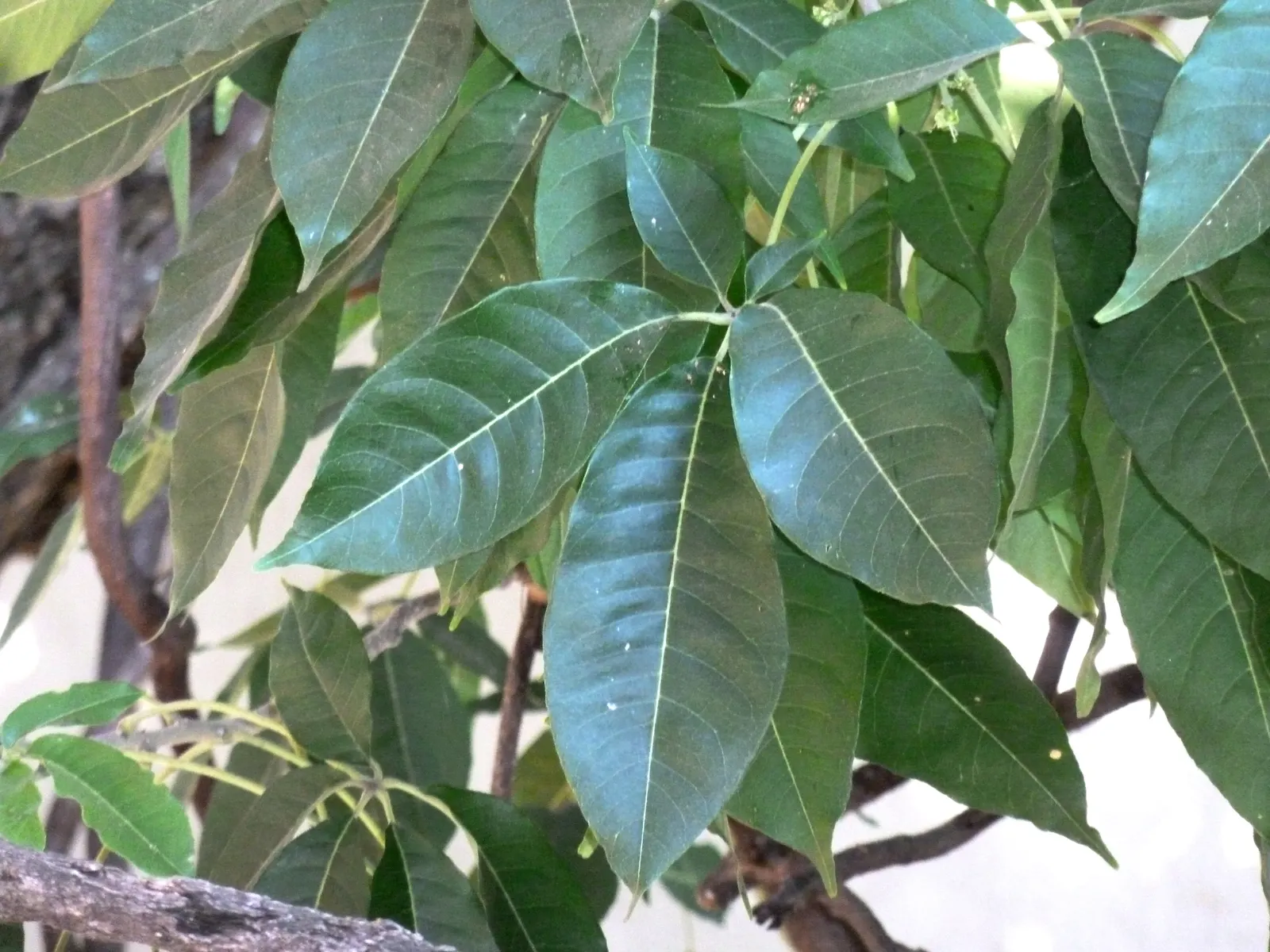 White Sapote (Casimiroa Edulis) — which can grow up to 6 inches long; tree for full, image 66