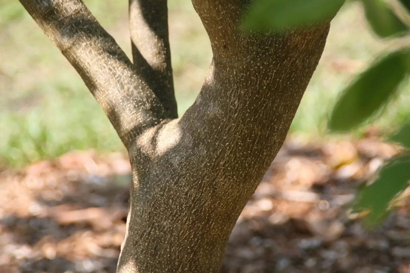 White Sapote (Casimiroa Edulis) — though it can tolerate partial shade; hardiness zones 9-11, it reaches heights of 15-50 ft with a spread of 15-30, image 74