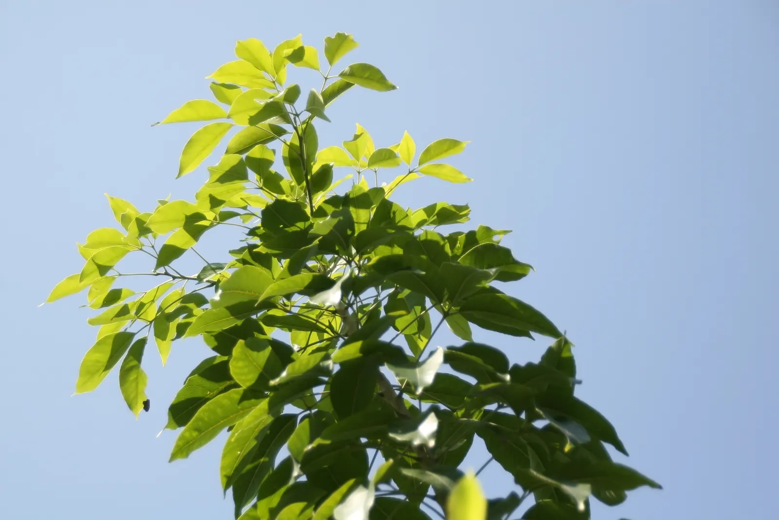 White Sapote (Casimiroa Edulis) — While it is hardy to temperatures as low as 26&deg;F, it is best suited to USDA zones 9 to 11; this elegant tree, image 75