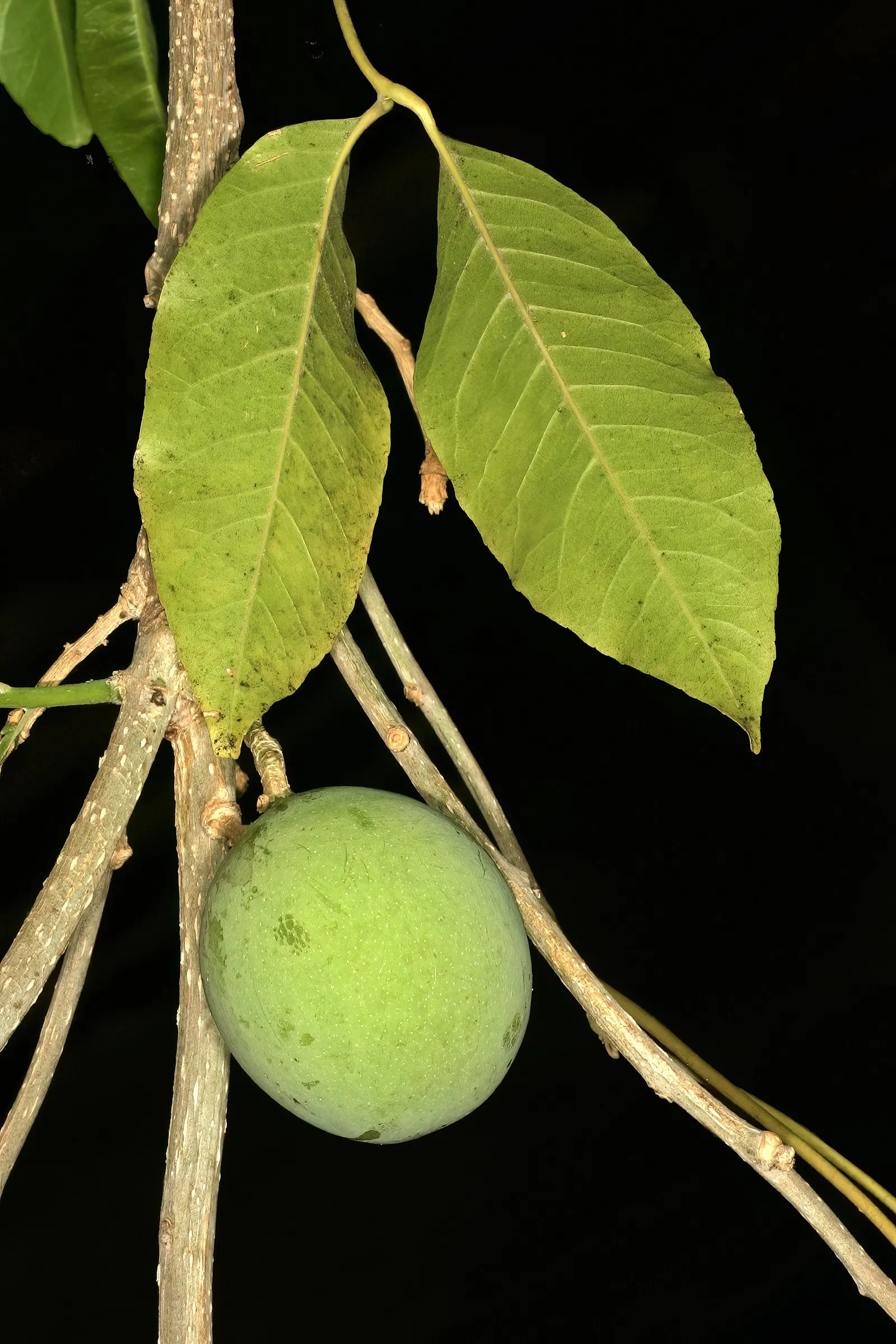 White Sapote (Casimiroa Edulis) — the White Sapote displays a lush; scientifically termed Casimiroa edulis