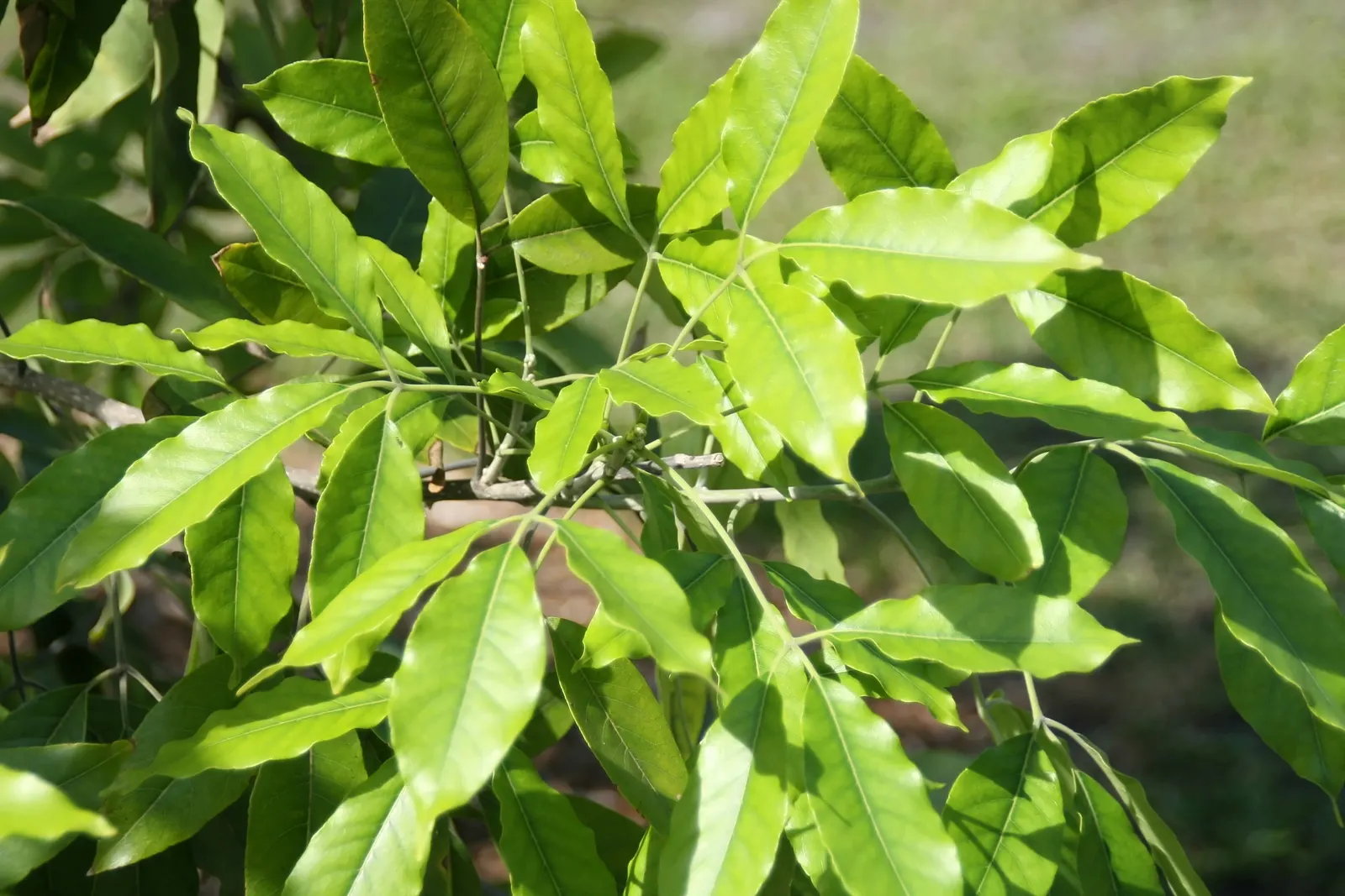 White Sapote (Casimiroa Edulis) — with an equal or wider canopy span; the White Sapote displays a lush