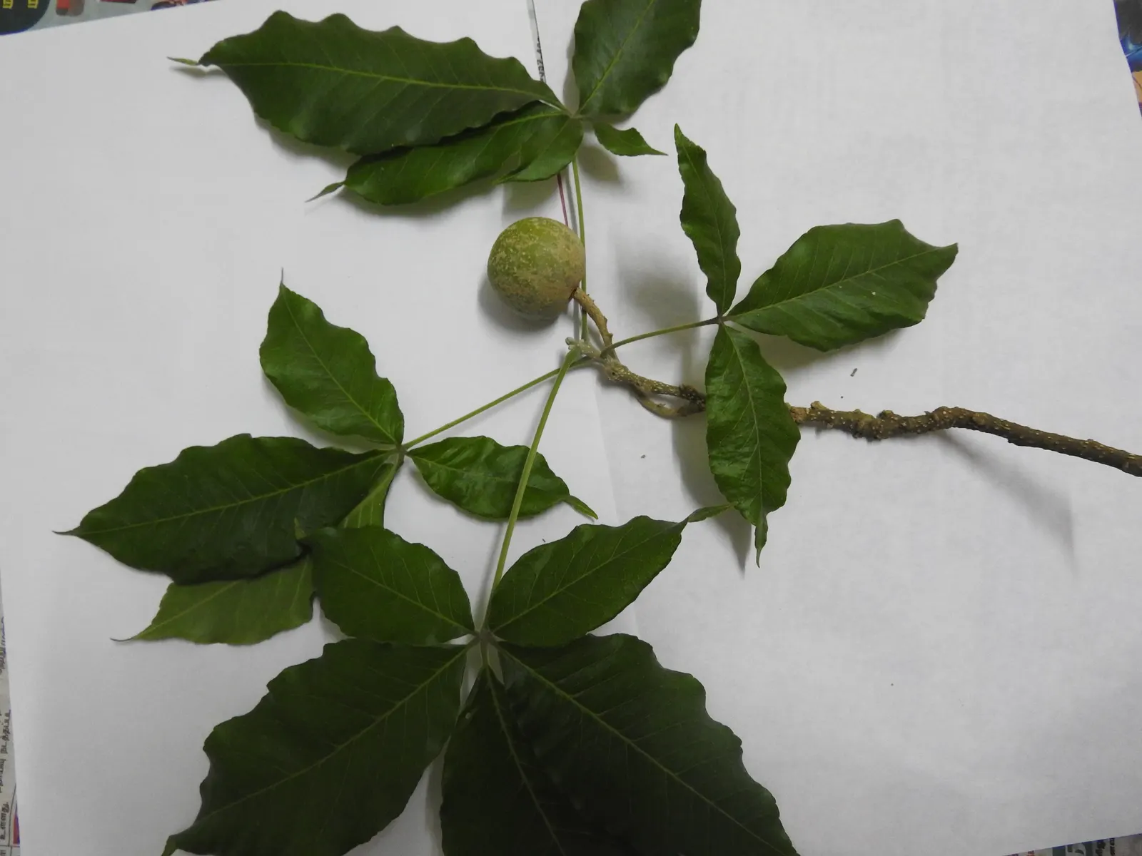 White Sapote (Casimiroa Edulis) — with an equal or wider canopy span