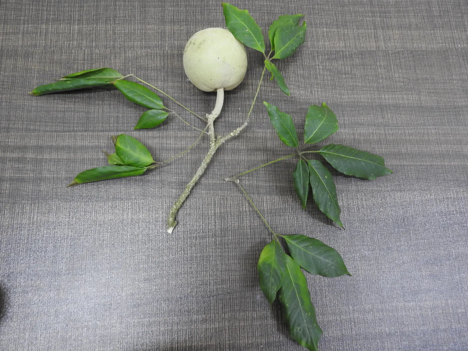 White Sapote (Casimiroa Edulis) — This tree requires regular watering until established but can withstand some drought conditions thereafter