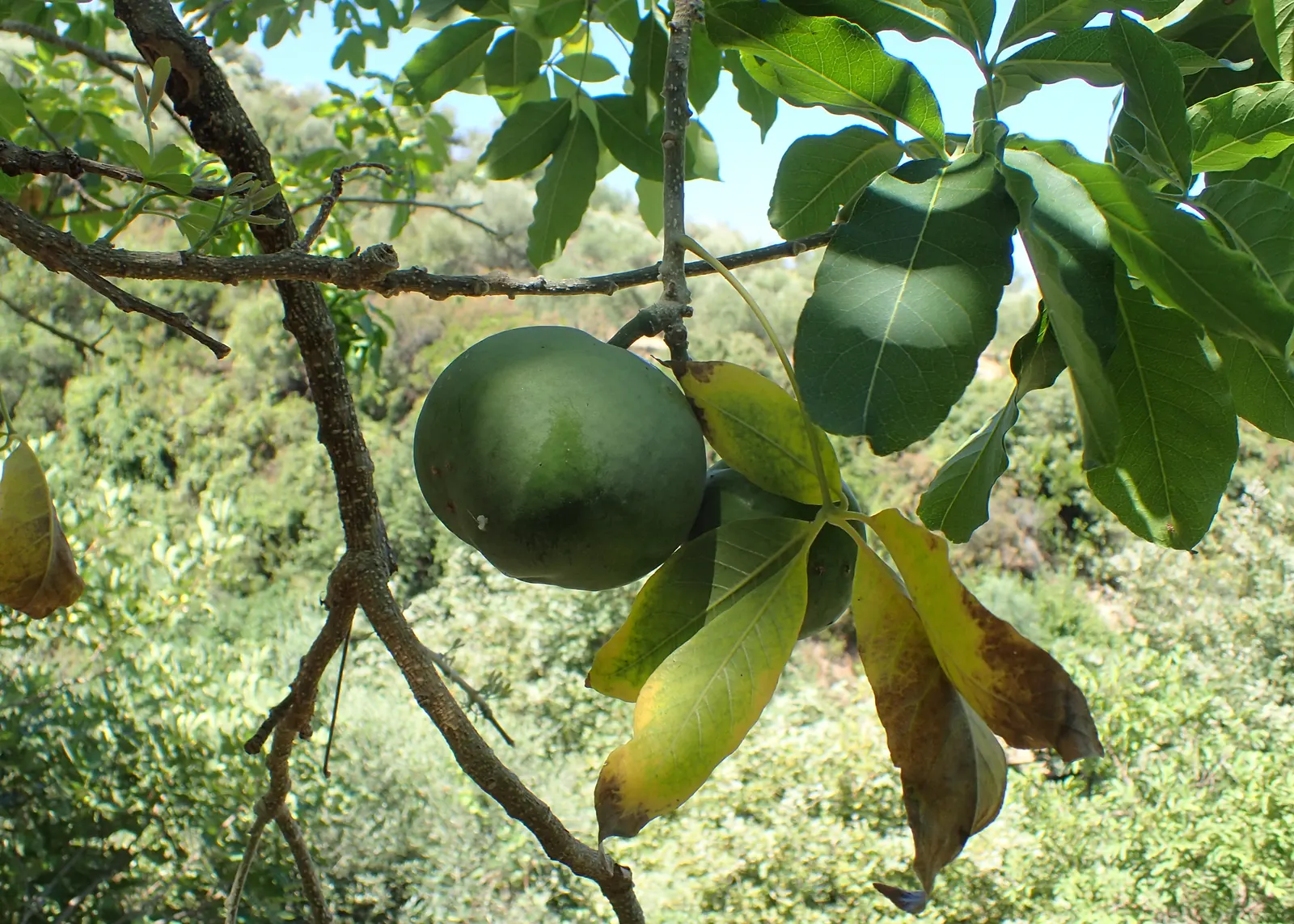 White Sapote (Casimiroa Edulis) — White Sapote (Casimiroa edulis) is an evergreen tree, revered for its lush foliage and sweet, custardy fruits, image 55