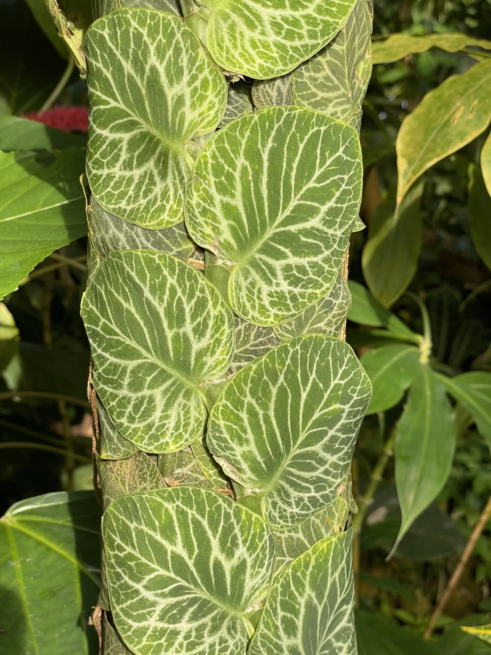White Sapote (Casimiroa Edulis) — White Sapote (Casimiroa edulis) is an evergreen tree, revered for its lush foliage and sweet, custardy fruits; moderate water