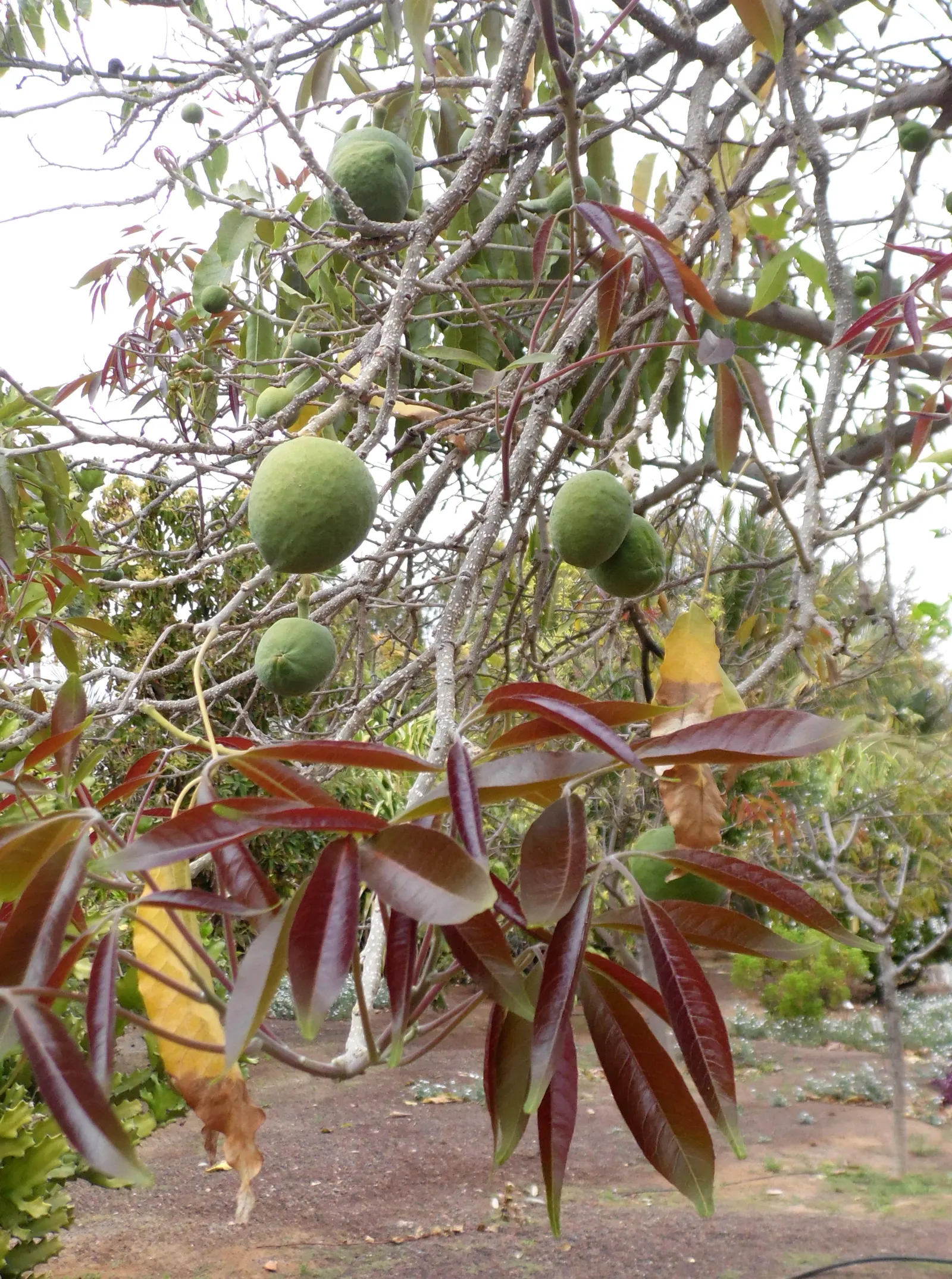 White Sapote (Casimiroa Edulis) — It is a member of the Rutaceae (citrus) family, though it bears little resemblance to traditional citrus trees; tree with