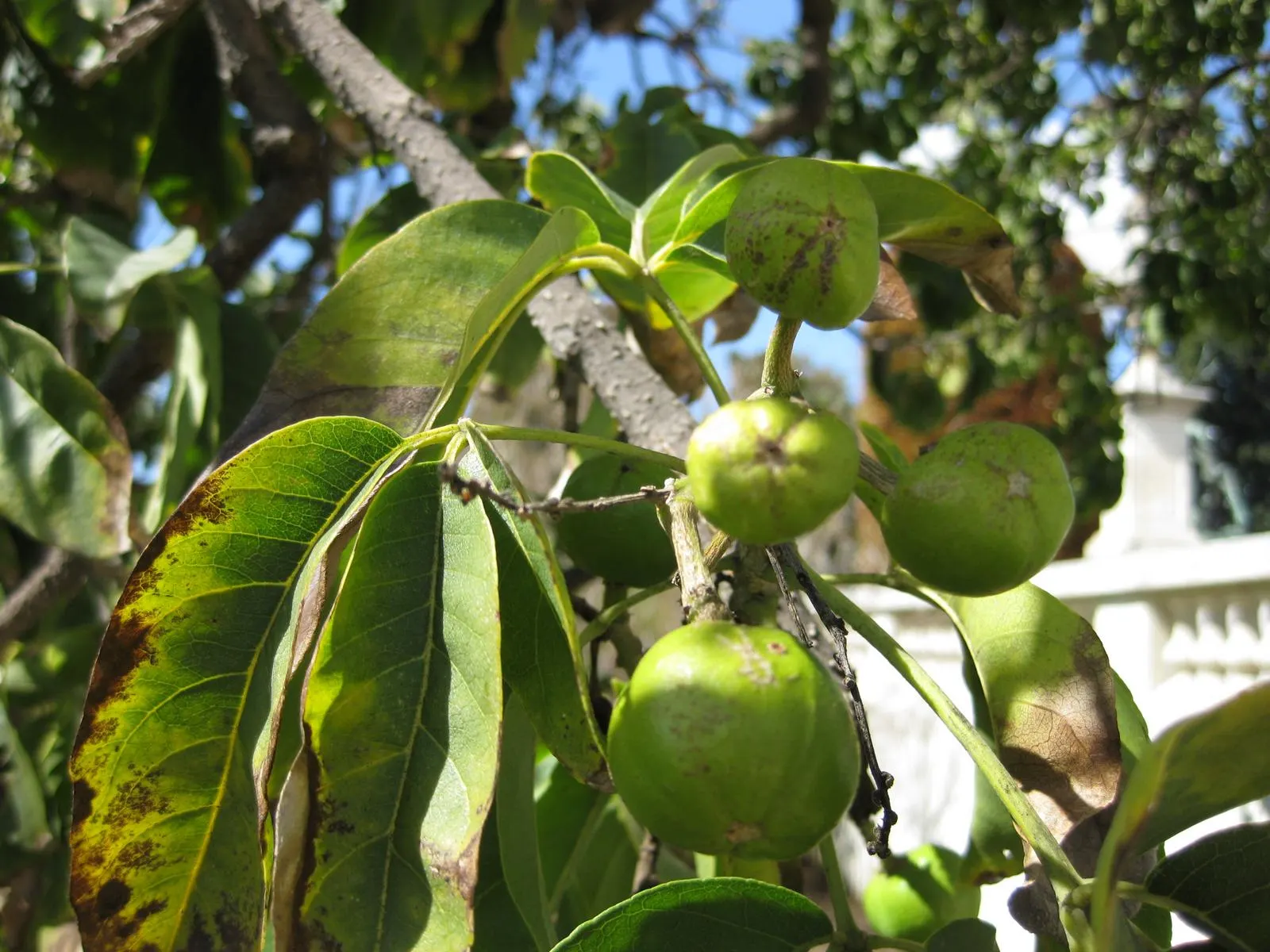 White Sapote (Casimiroa Edulis) — green flowers in the garden