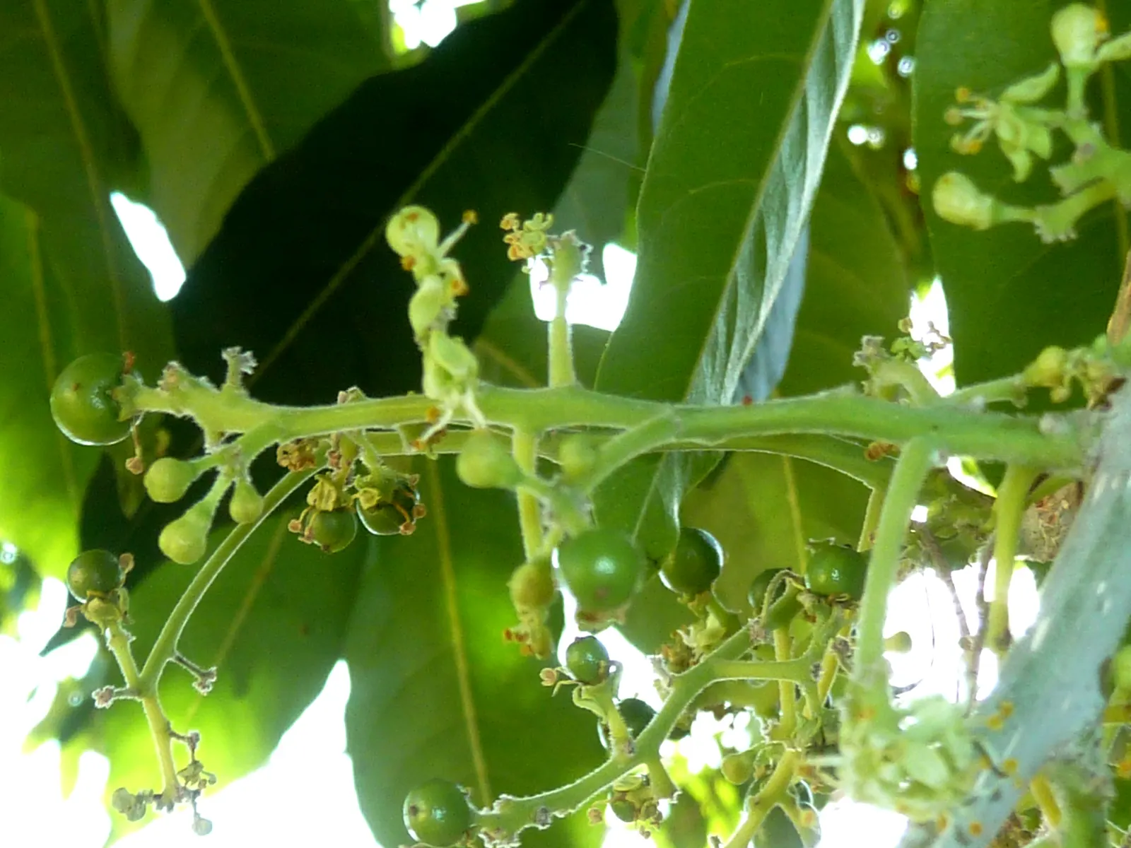 White Sapote (Casimiroa Edulis) — spacing should account for its mature spread, image 50