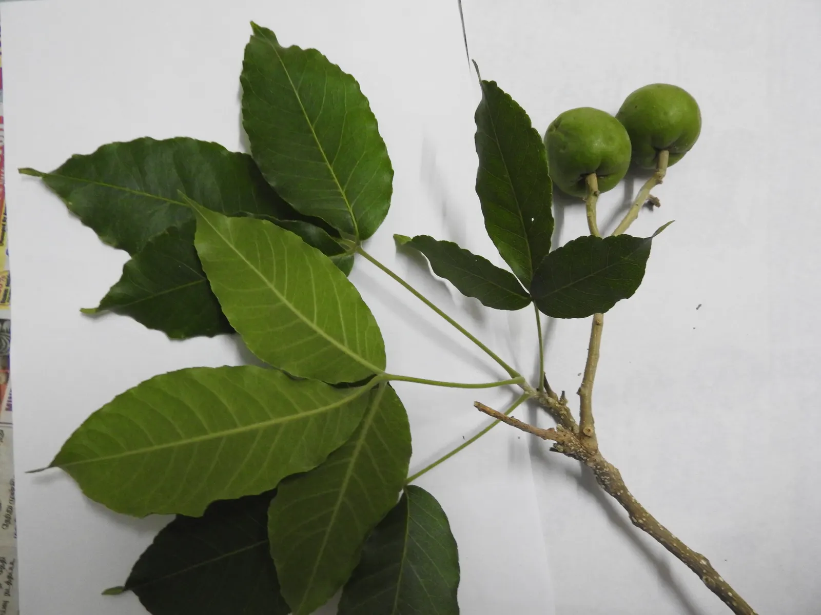 White Sapote (Casimiroa Edulis) — While it is hardy to temperatures as low as 26&deg;F, it is best suited to USDA zones 9 to 11; this elegant tree can reach