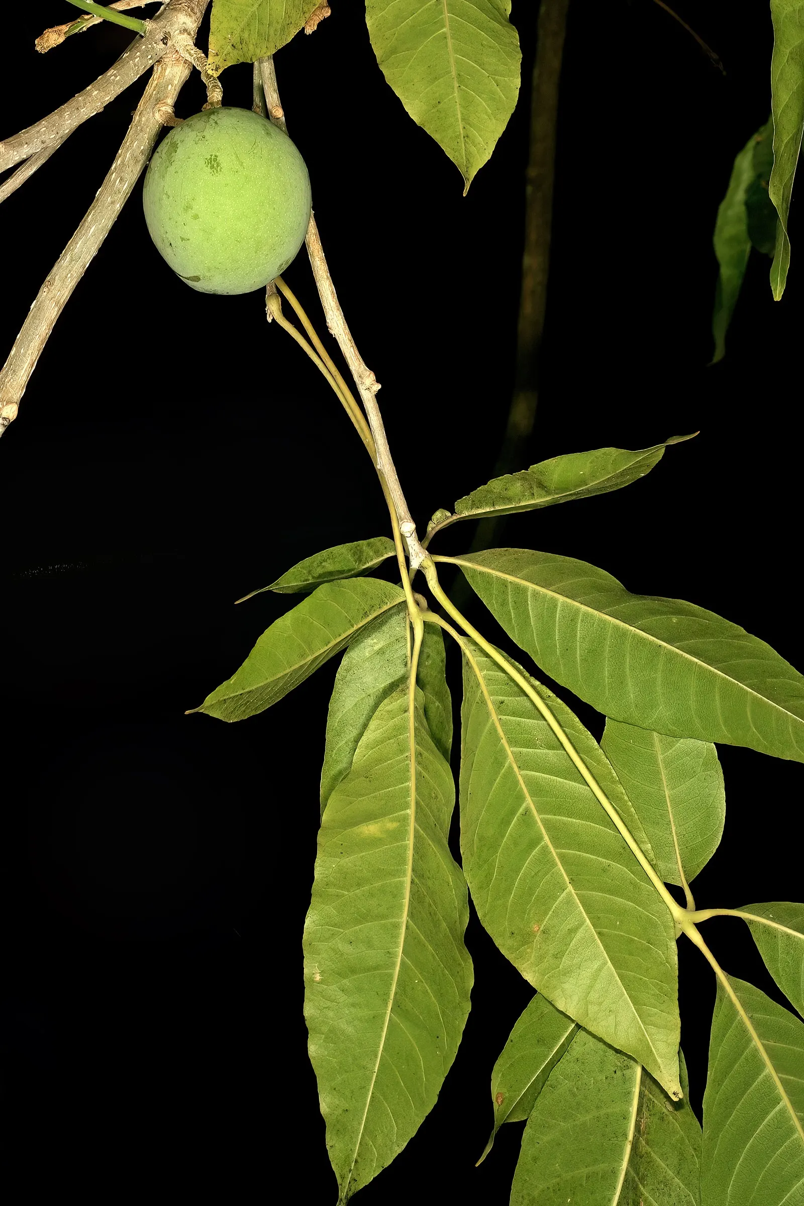 White Sapote (Casimiroa Edulis) — This elegant tree can reach heights of 15 to 50 feet; while its low-maintenance character appeals to gardeners seeking an