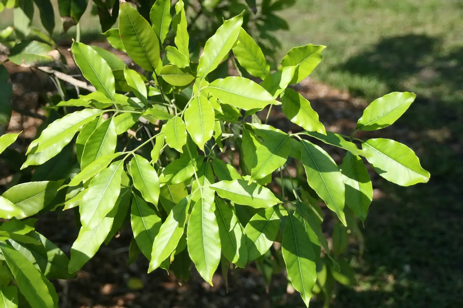 White Sapote (Casimiroa Edulis) — providing a generous amount of shade.<br><br>Distinctive for its attractive; though it can tolerate partial shade, image 65